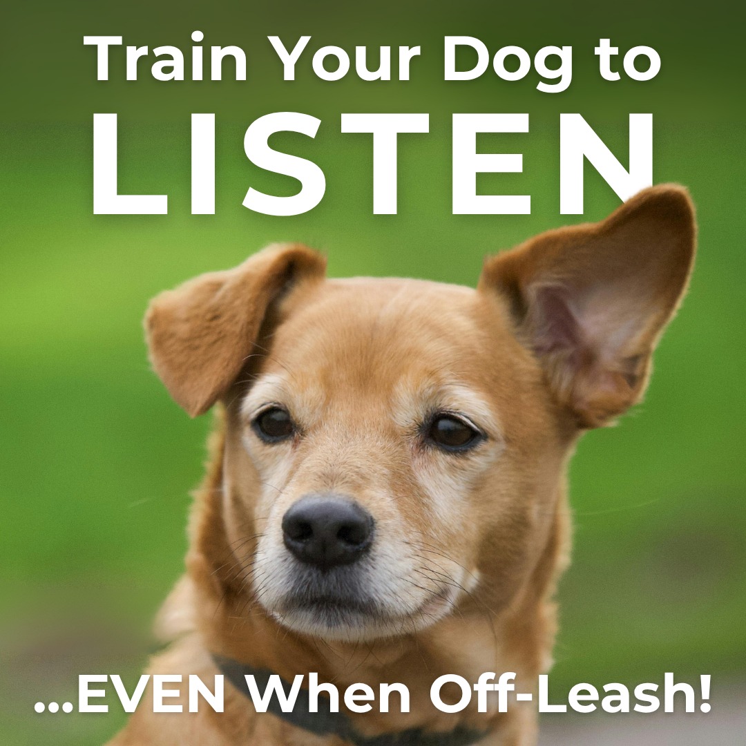 Most dogs can follow commands while on a leash. The real challenge is maintaining that same level of obedience once the leash comes off.

Benefits of off-leash training include:

 ✔️ Safer outings with reliable recall
 ✔️ Greater independence without losing control
 ✔️ Stronger engagement between dog and handler

At Dog Training Elite of South Houston, we use real-world training based on proven methods and years of experience. Call today or click to schedule your free consultation!

