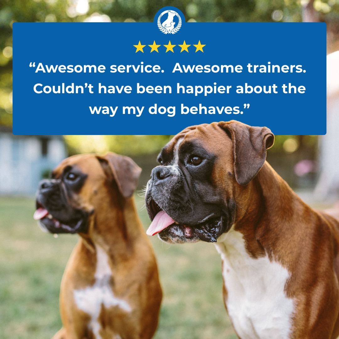 At Dog Training Elite Southeast Michigan, we take pride in providing exceptional service, expert trainers, and real results.

Here's what one client had to say:

⭐️⭐️⭐️⭐️⭐️
Awesome service. Awesome trainers. Couldn't have been happier about the way my dog behaves.
&mdash; Carson S.

Contact us today to get started with professional training!

