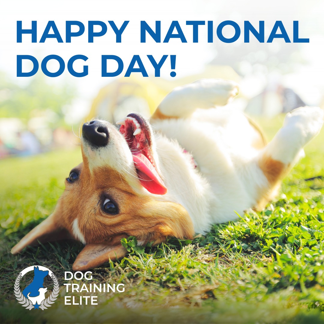 🐾 Happy National Dog Day! 🐶💙

On August 26th, we celebrate the love, loyalty, and companionship dogs bring into our lives. 
Want to show your dog some appreciation? Start with consistent training! 

Training brings out the best in dogs, making life together more enjoyable. At Dog Training Elite Southeast Michigan, we give families the tools to raise obedient, respectful dogs. Our training methods help dogs to thrive at home, in public, and everywhere in between.

Call 810-510-3647 today to schedule your free consultation.

