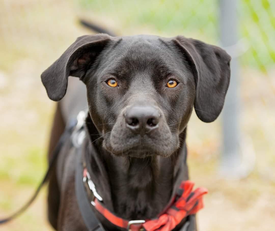 Meet Apollo! 🐾 Apollo is training to become a Therapy Dog. He will work in a Private Practice to support children, teens, and young adults who are experiencing or have experienced traumas! Welcome to the pack, Apollo!!