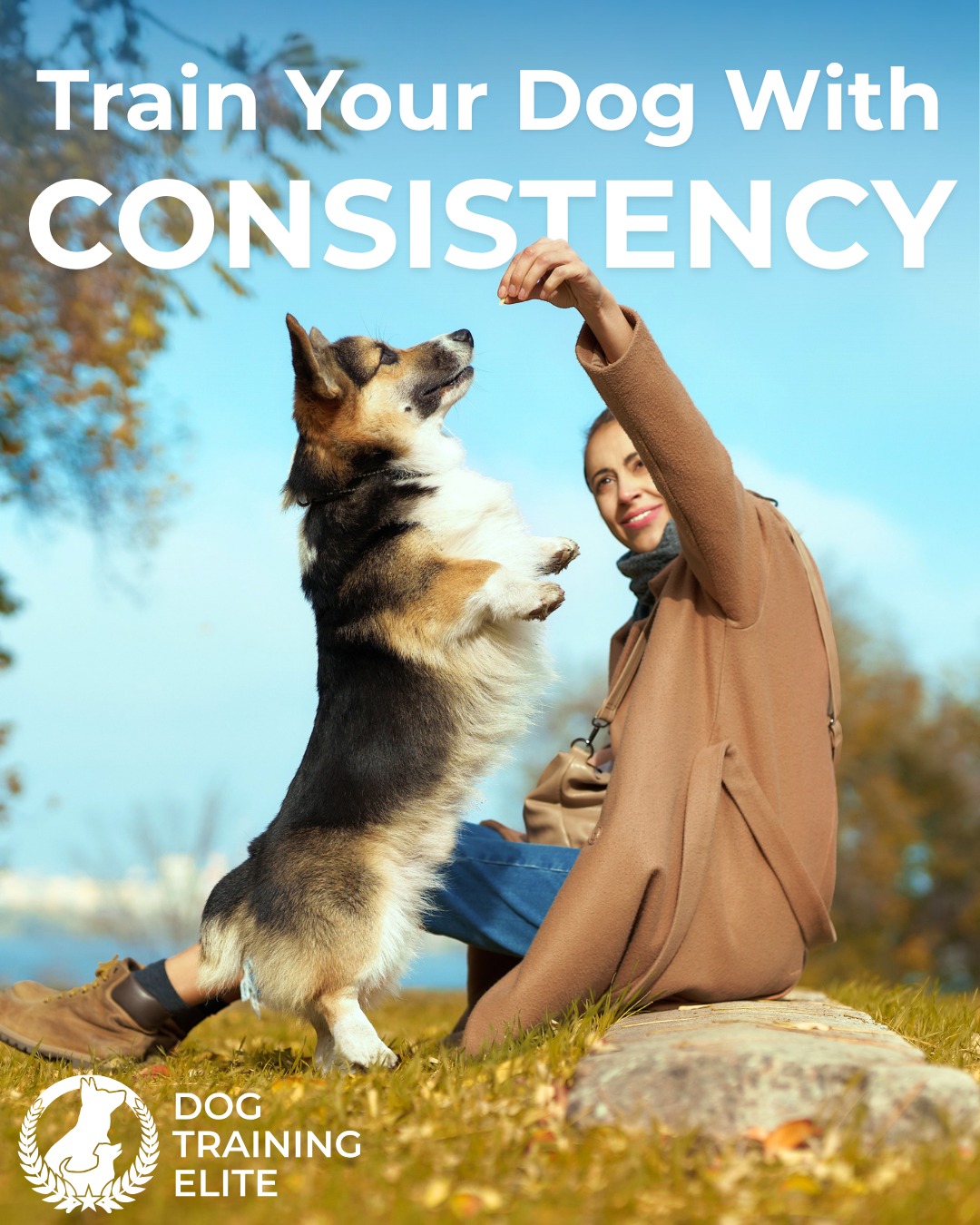 Consistency is one of the most important parts of successful dog training, but what does it actually mean?

🔵 Practice often to help your dog reinforce their skills.
🔵 Set clear rules and stick to them so your dog knows what's expected.
🔵 Use the same commands every time you ask your dog to perform a behavior.
🔵 Everyone in your family should use the same commands to avoid confusing your dog.

The more consistent you are, the more successful your training will be. At Dog Training Elite Southeast Michigan, we make it easy to build training into your everyday routine with personalized guidance and support.
Call 810-510-3647 today for a free consultation!
