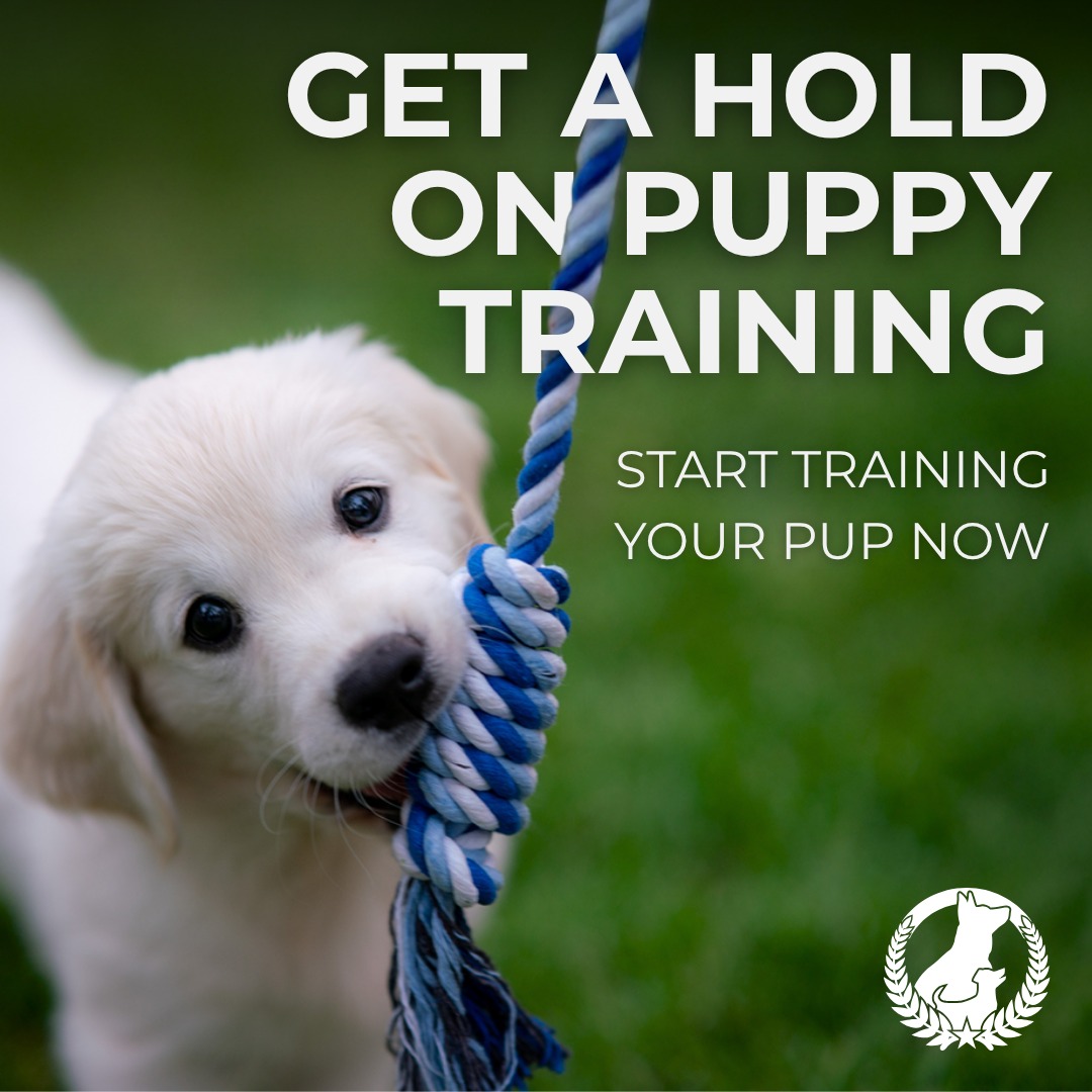 💡🐕 Early training influences how your dog behaves later in life. At Dog Training Elite Southeast Michigan, we help you build a strong foundation. 

With our puppy program, your dog learns good habits early on. We also teach easy, practical skills to set you up for success in all future training. This investment brings good behavior, a deeper bond, and lifelong happiness.

Call today at 810-510-3647 or click to learn more about our puppy training packages.

