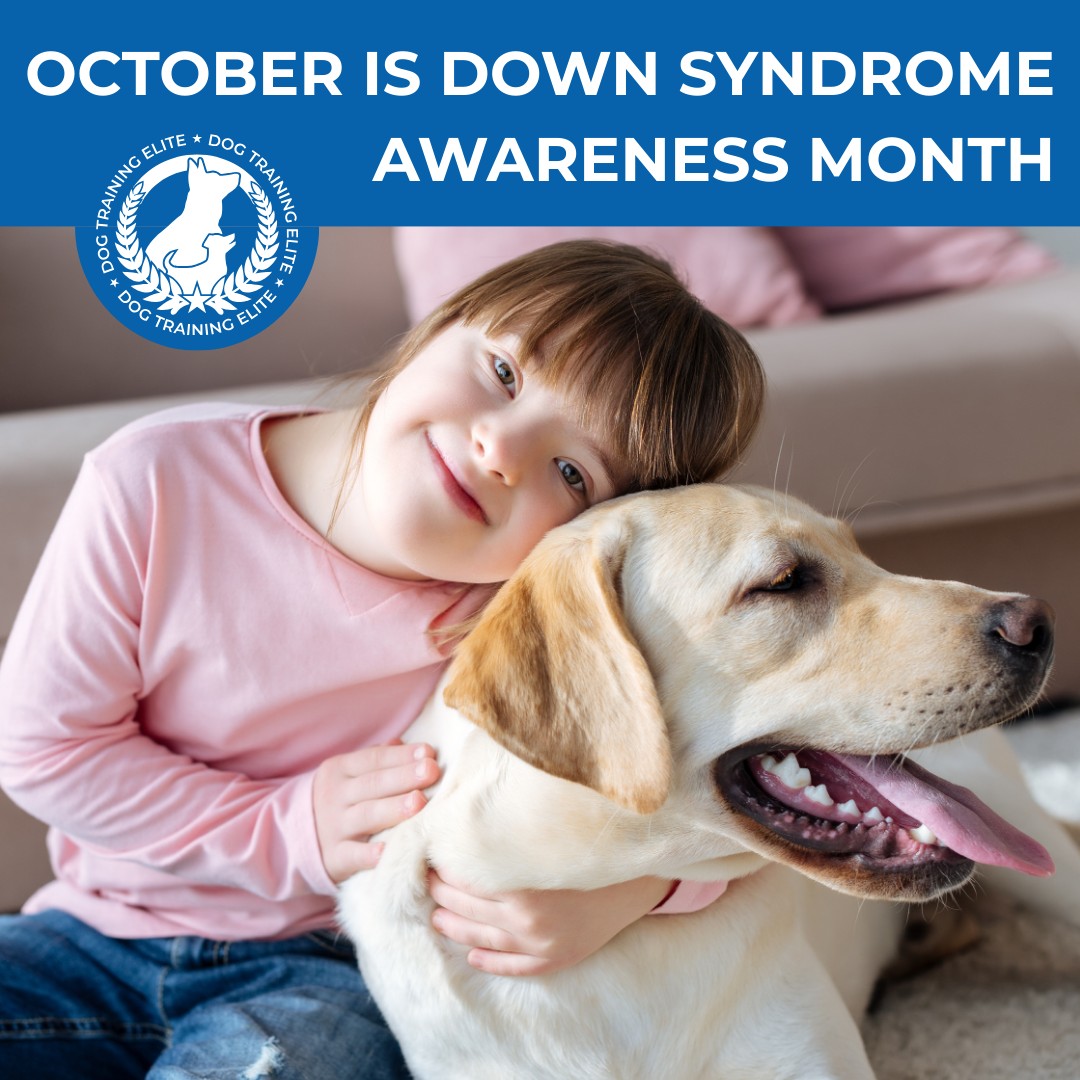 💙October is Down Syndrome Awareness Month 💙

At Dog Training Elite Southeast Michigan, we're taking time this month to recognize the importance of awareness, inclusion, and support for individuals with Down syndrome.

For some individuals with Down syndrome, a service dog can assist with routines, provide safety support, and help build independence. 

If you're exploring service dog options, we're here to answer questions and guide you through the next steps.

Click to learn more or schedule a free consultation!

