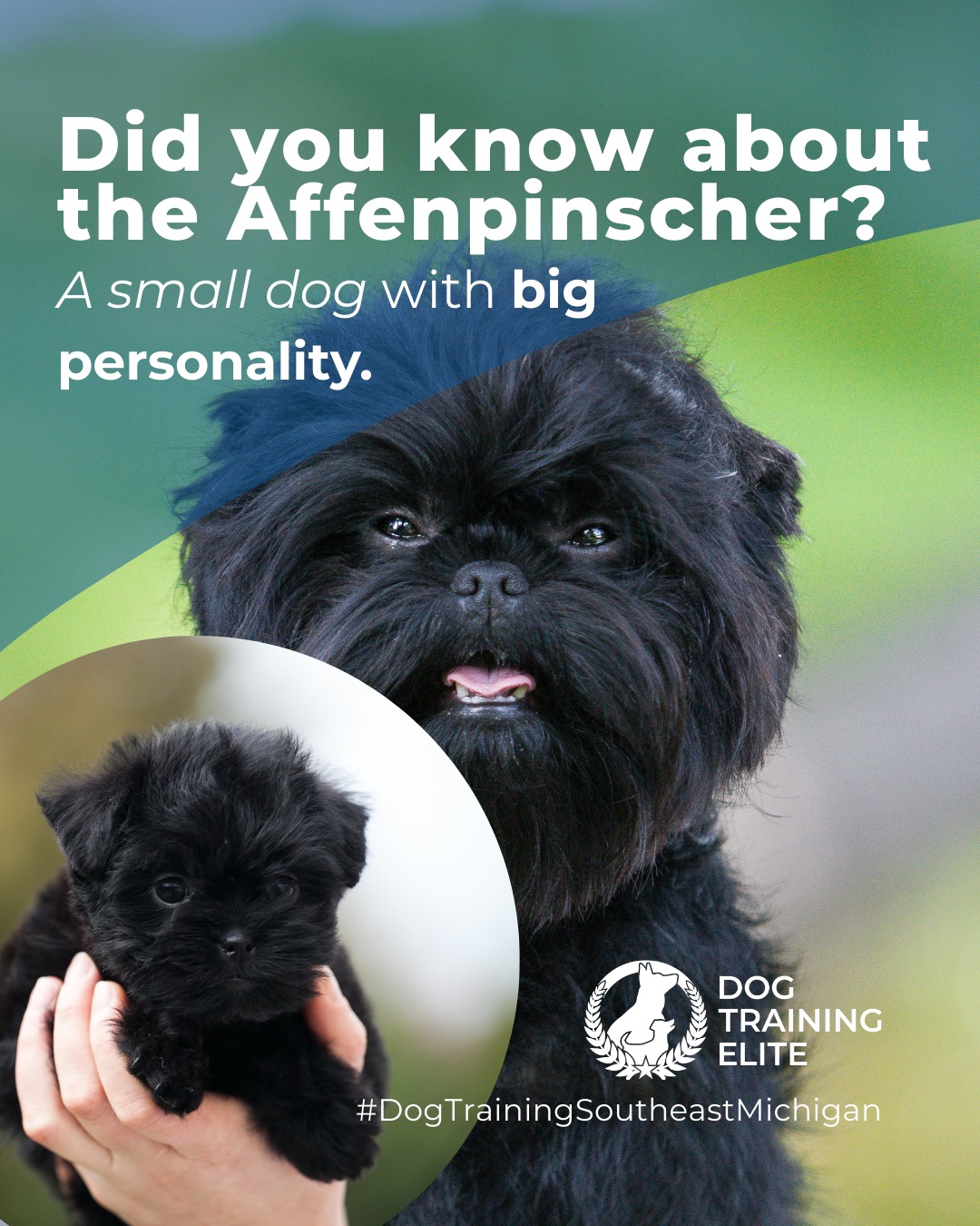 Affenpinschers are fearless little explorers with a strong prey drive. Early socialization and structured training help channel their energy into positive behaviors. Mental games and interactive play keep them engaged and confident.

🐾 From basic obedience to advanced service dog training, Dog Training Elite Southeast Michigan helps dogs near Brighton, Ann Arbor, Novi and Troy build better behavior and stronger bonds this season. 🐾
 📍 https://maps.app.goo.gl/ZMJjtMfua2k49cz58


