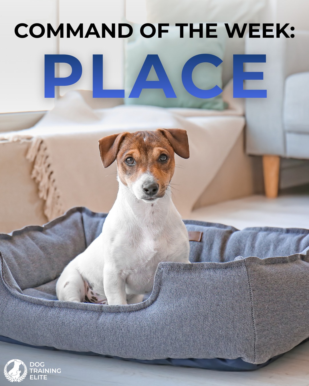 Command of the week: Place.

This command teaches your dog to go to a defined spot and remain there until released. With clear direction, dogs are better prepared to handle everyday situations, such as:

👉 Staying calm around distractions
👉 Remaining consistent in new environments
👉 Developing impulse control and confidence
👉 Avoiding behaviors like jumping and door rushing

These real-world skills are why place is a foundational part of obedience training at Dog Training Elite Southeast Michigan.

Call 810-510-3647 today for a free consultation!

