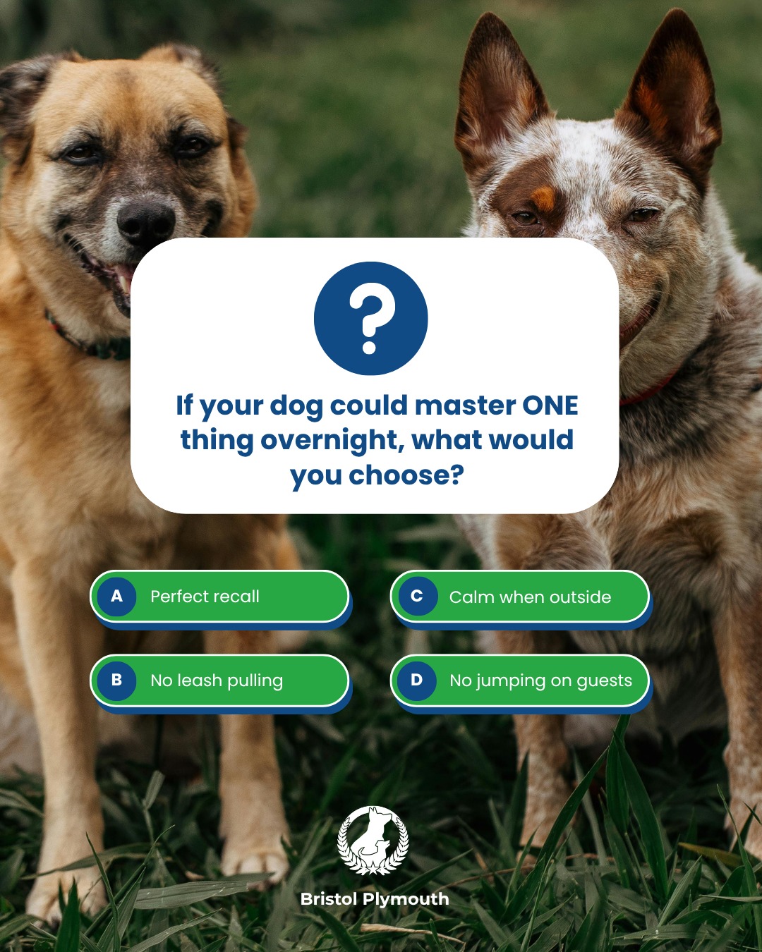 We want to hear from you! 

If your dog could wake up tomorrow having mastered ONE of these, which are you choosing?

Drop A, B, C, or D in the comments. 👇

At Dog Training Elite Bristol Plymouth, we help dogs and their owners in Plymouth turn training goals into real-world results.

