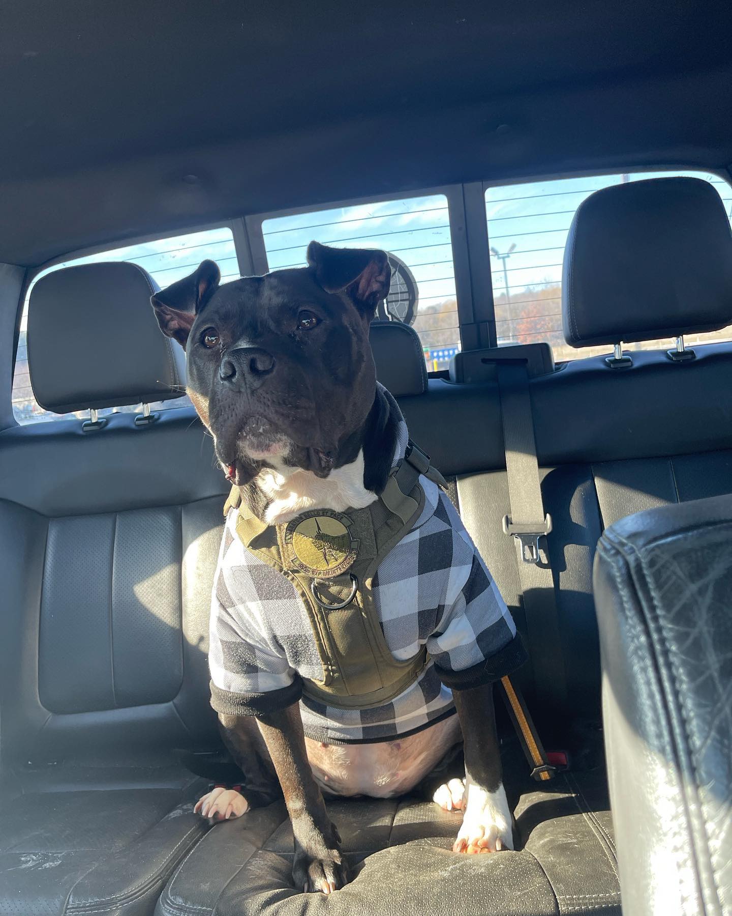 We are up and running in Boston and surrounding area. Call us or message us to schedule your free in home evaluation. We are the last dog trainer you’ll ever need. 