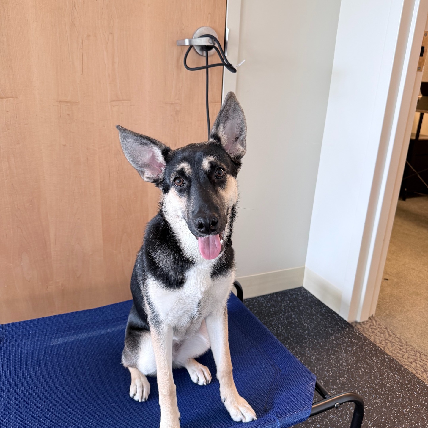 Everyone meet Nova. This little 4 month old shepard is going to be with us for a while. She is in training with us to become a medical alert dog. She is a bundle of joy and loves working. Stay tuned as she grows into being the best service dog she can be.

