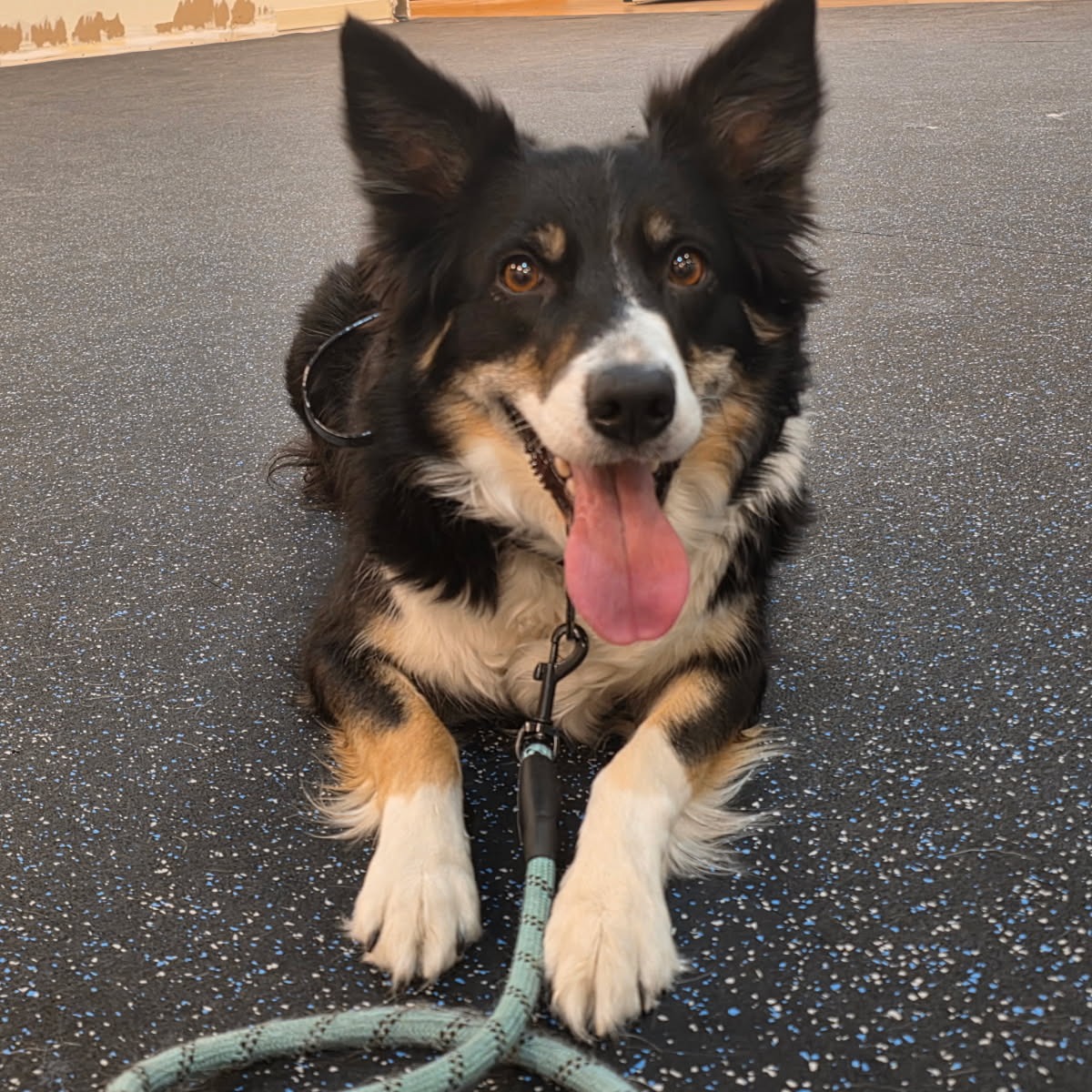 This is Roxy. She is with us for the week training in our Gold package. Stay tuned for videos and graduation photos.

