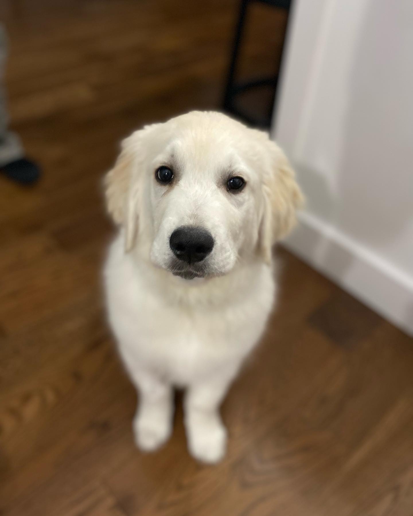 Welcome to the pack Bear. Bear is learning to become a medical alert dog for his person, Kaitlyn. 