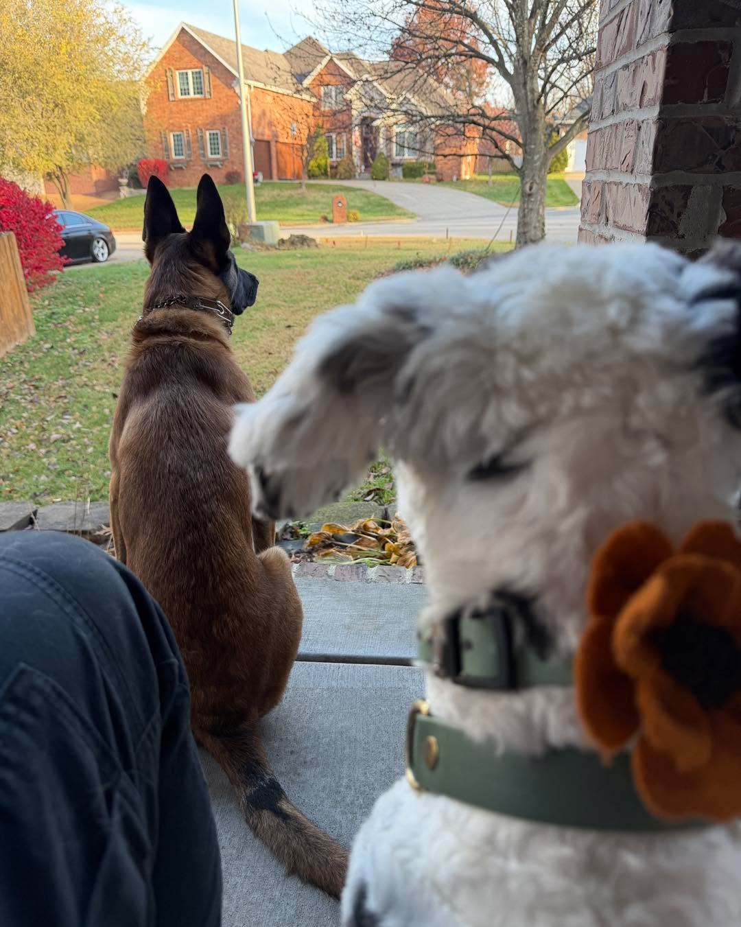 Which mal pal do we have on the porch this morning? Can you tell?

