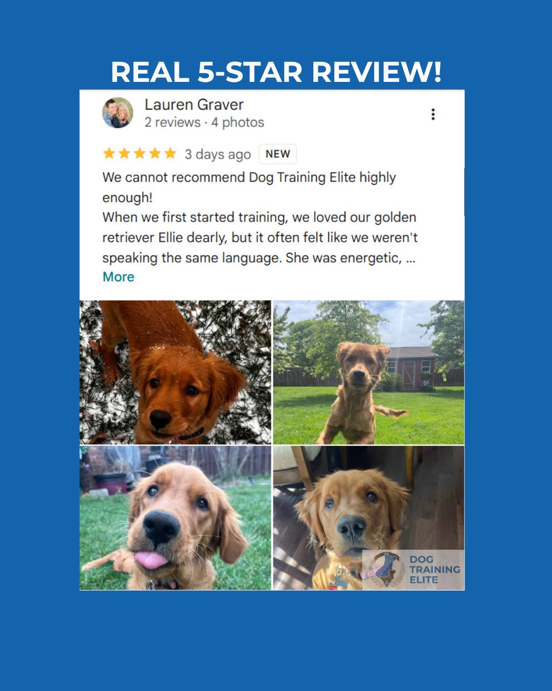 Lauren wrote this about her golden retriever, Ellie:

They loved Ellie dearly but felt like they weren&rsquo;t speaking the same language. She was energetic, curious, and wanted to chase every sight, sound, smell, and dog. Training at Dog Training Elite didn&rsquo;t just give them obedience; it gave them a way to communicate. Ellie is now a confident, well‑adjusted dog they can truly take anywhere &ndash; to farmers markets and busy places &ndash; without being overwhelmed.

What Lauren appreciated most is that Ellie is still 100% Ellie. We didn&rsquo;t take away her goofy, silly personality. We helped her learn how to navigate the world without overreacting to it. The Saturday group classes continue to reinforce everything and keep the behaviors solid.

Her last line says it all: &ldquo;Looking back, I realize that successful dog training is really about learning a shared language between you and your dog. Dog Training Elite helped us build that language, and it has completely changed our relationship with Ellie for the better.&rdquo;

If that&rsquo;s what you want with your dog, and you&rsquo;re willing to work, we&rsquo;d love to help you build that shared language.

Call or text 417‑427‑3797, or book a quick 10 minute fit call:
https://tinyurl.com/yfxd2xyj


