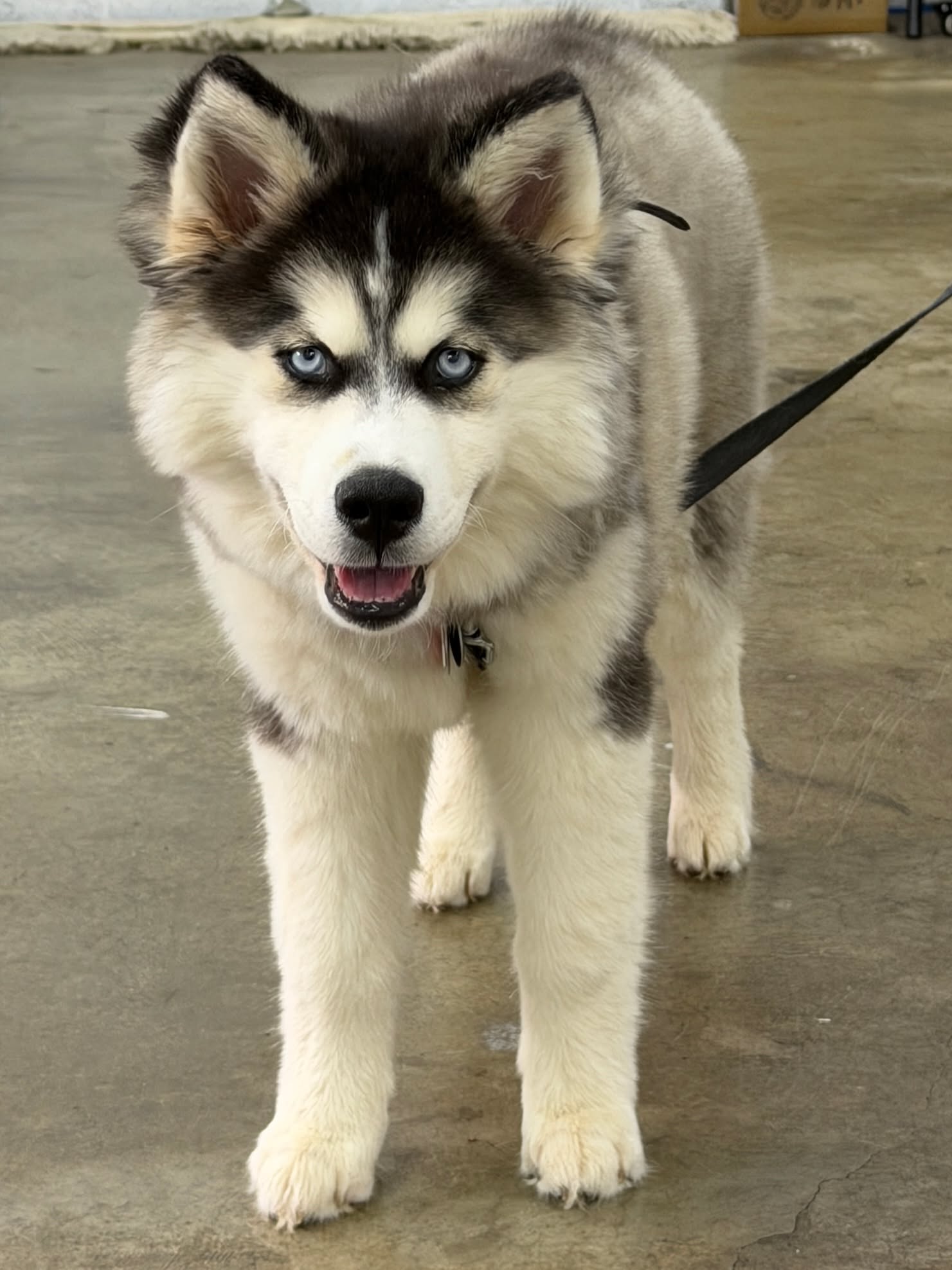 This is Orla&rsquo;s first day at school.

She&rsquo;s a young husky who came in without much in the way of manners. Now she&rsquo;s ready to start learning how to be a well‑mannered girl who can actually enjoy life with her people instead of making everything harder. And yes, don&rsquo;t you just want to squeeze that face?

Cute is great. Cute and trained is better. We&rsquo;ll teach Orla and her owners the same clear language we use with all our dogs so that when real life gets loud or exciting, she still knows how to listen.

If you have a young dog you&rsquo;d like to enjoy for the next decade, not just survive, that&rsquo;s what our camp is for.

Call or text 417‑427‑3797, or book a quick 10 minute fit call:
https://tinyurl.com/yfxd2xyj


