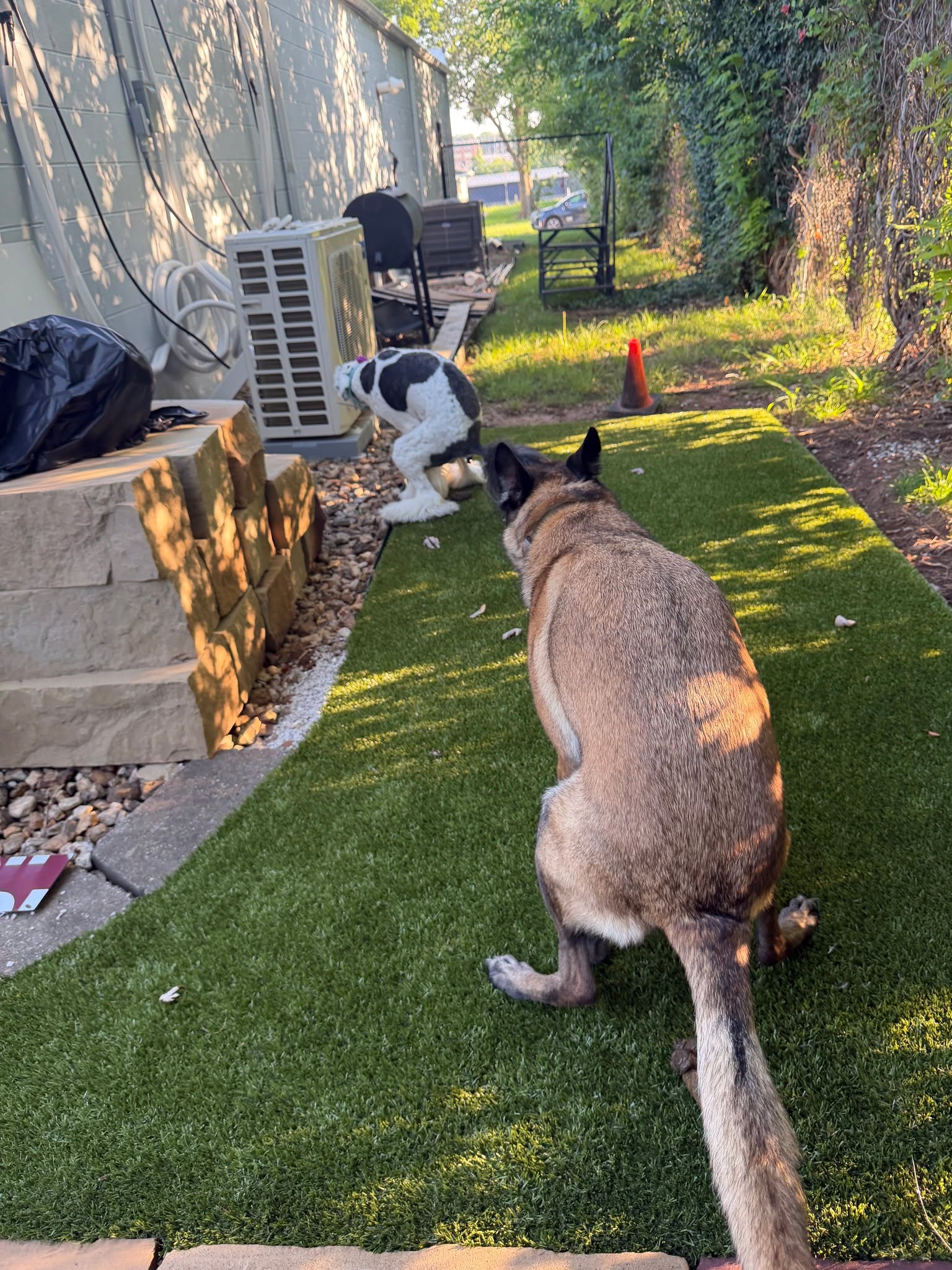 The GO girls gave me another synchronized performance&hellip; on the potty patch.

They both hopped onto the artificial turf behind the facility and pooped at the exact same time. It makes me laugh every single time, but it&rsquo;s also incredibly practical. Having dogs that will go on command, in a specific spot, before they go into places like stores or public access training, makes life a lot easier.

We don&rsquo;t get that by hoping. We get it by teaching clear cues in quiet spaces so they work when it matters.

If you&rsquo;d like that kind of clarity with your own dog and you&rsquo;re willing to put in a little work up front, we&rsquo;ll show you how.

Call or text 417‑427‑3797, or book a quick 10 minute fit call:
https://tinyurl.com/yfxd2xyj


