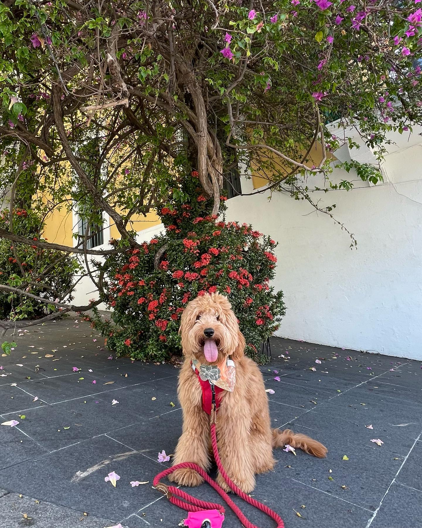 Welcome to the pack Nala!  Nala is a Goldendoodle and recently signed up for Service Dog Training.  Nala is a perfect temperament for Service work and is great at focus and eye contact. 