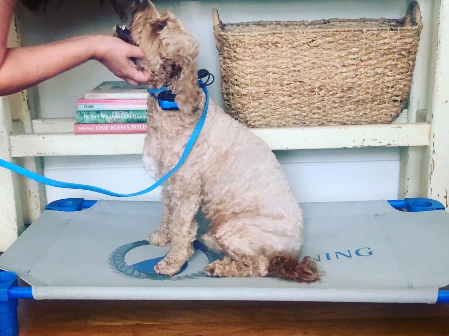 Remy the Cavapoo making his Mom extemently proud during ‘place’ command training.  His focus on his mom and his excellent temperament is obvious and he will be an excellent Service Dog one day!  
