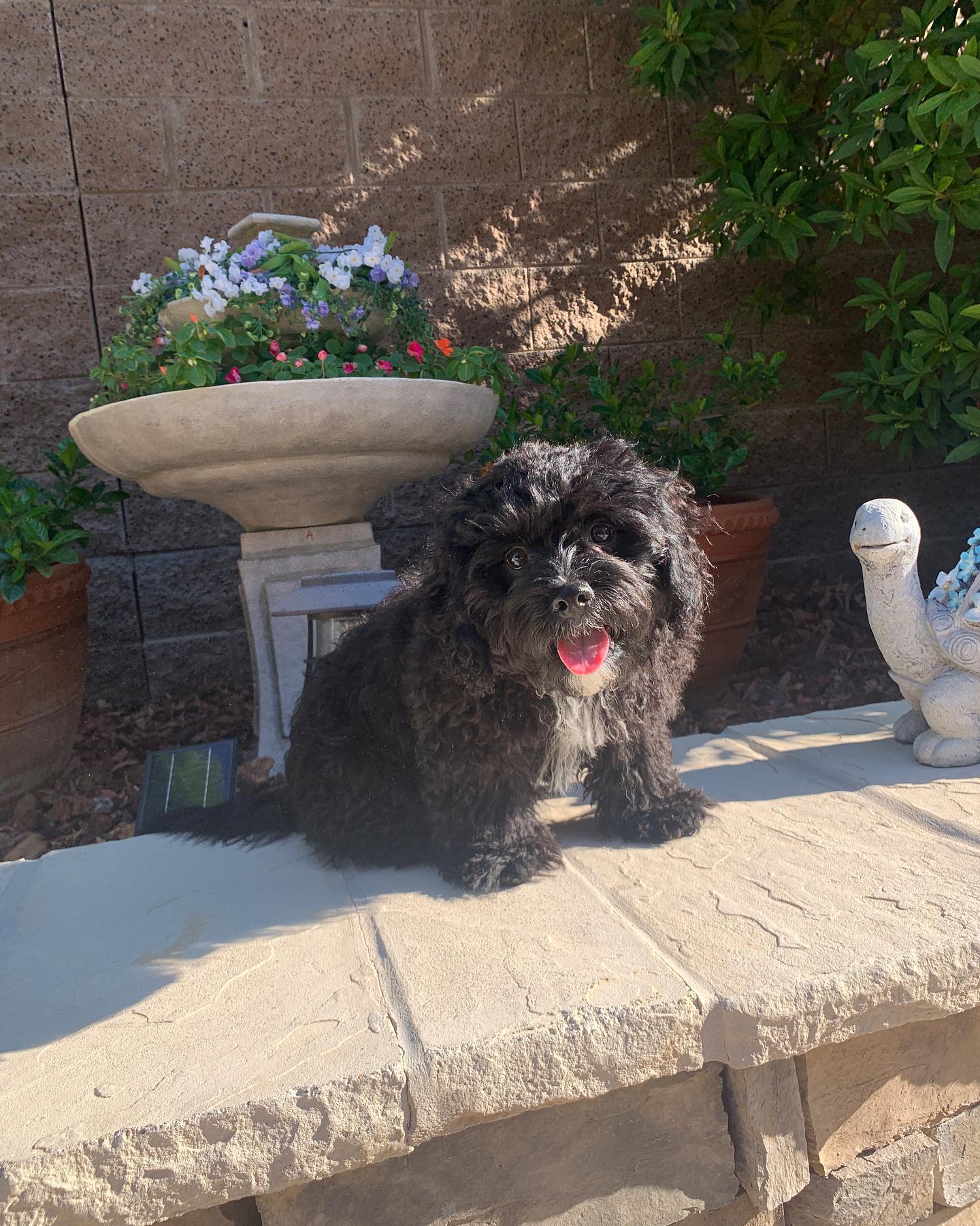 Welcome to the Pack, Louie! 