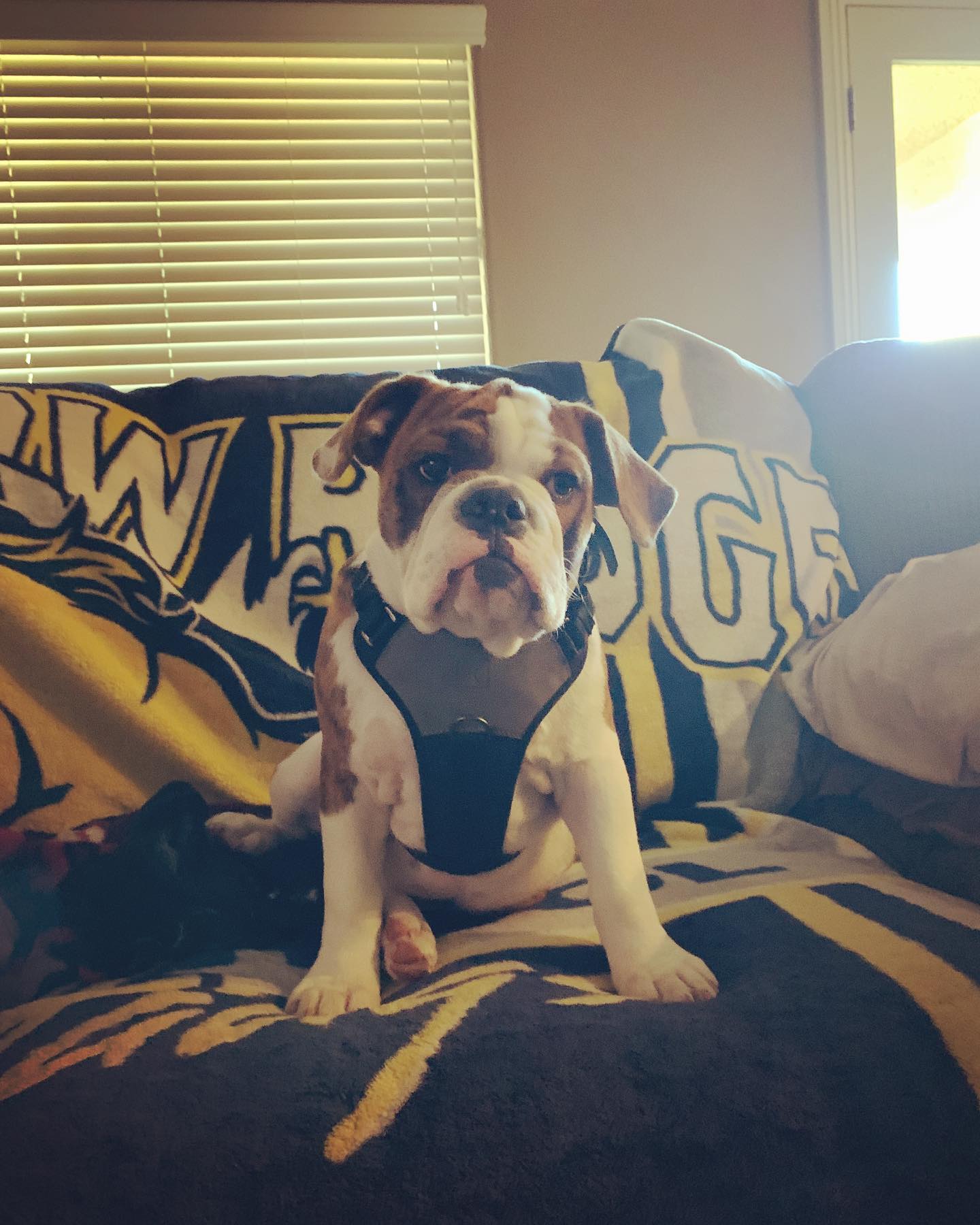 Welcome to the Pack, Daisy!  