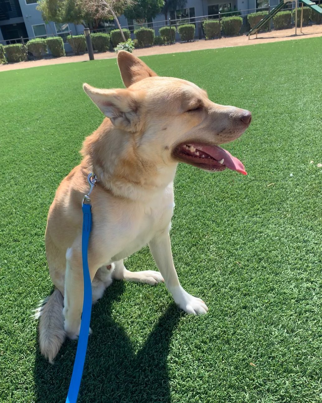 Meet, Dash! 
This handsome guy was tragically hit by a car a few months ago and lost one of his legs. 
Soon after the accident, Dash was adopted by the most amazing new owners. They have done everything to give Dash the best life possible ever since. Dash is now doing great with his training! He may be missing a leg, but he&rsquo;s not missing a great personality. 
We are extremely proud to work with so many people who have taken in dogs who come from an unfortunate past. 