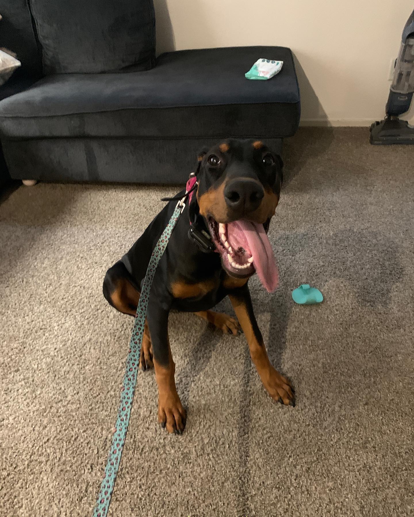 Welcome to the Pack, Maya!  