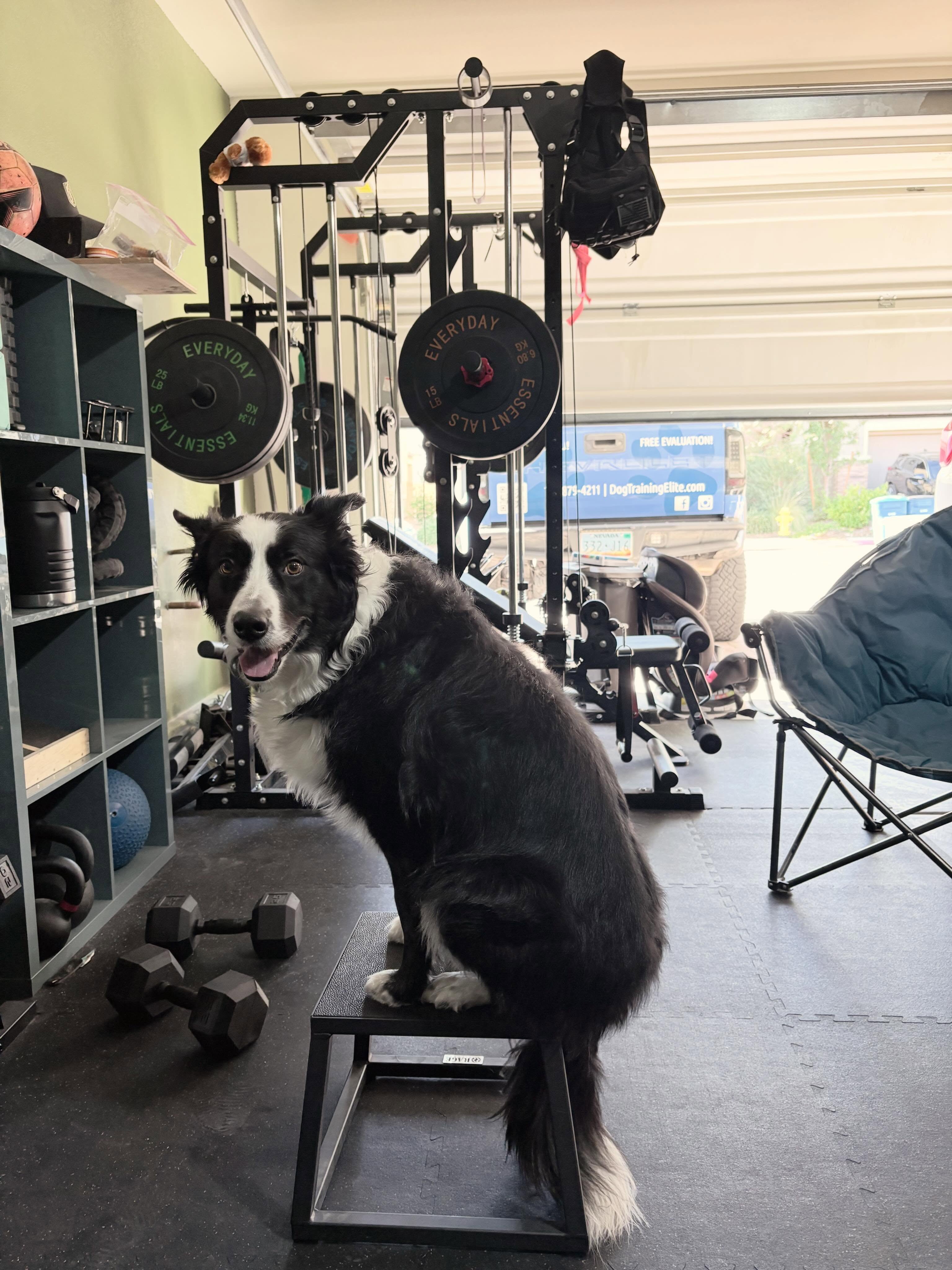 Life is better when you can do more with your dog! Your dog&rsquo;s life is better when they can do more with you. Get your dog trained so you can both live a better life! ıner 