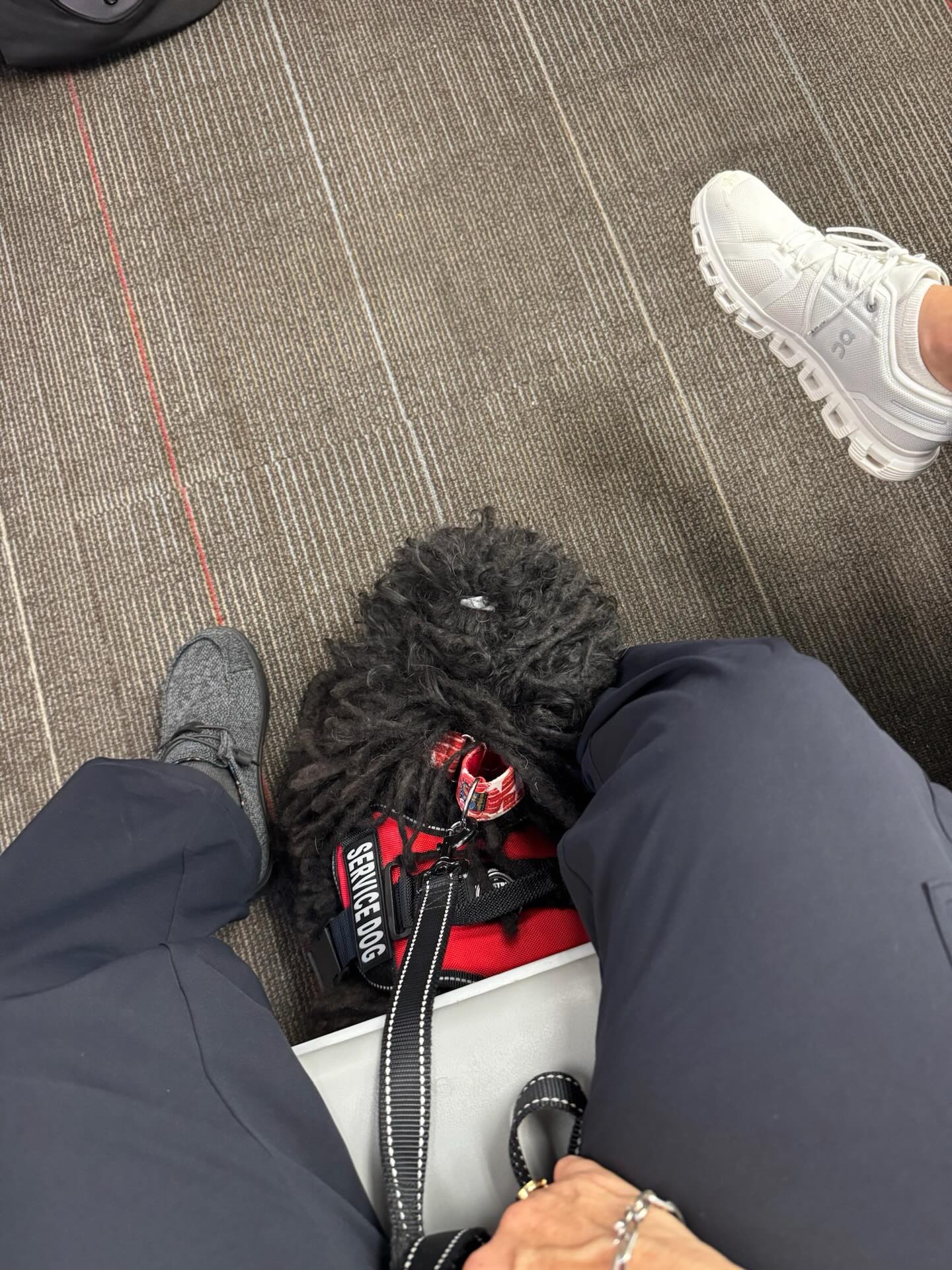 Service dog Kormos demonstrates her trained task at the airport this weekend! 🐕&zwj;🦺🐾