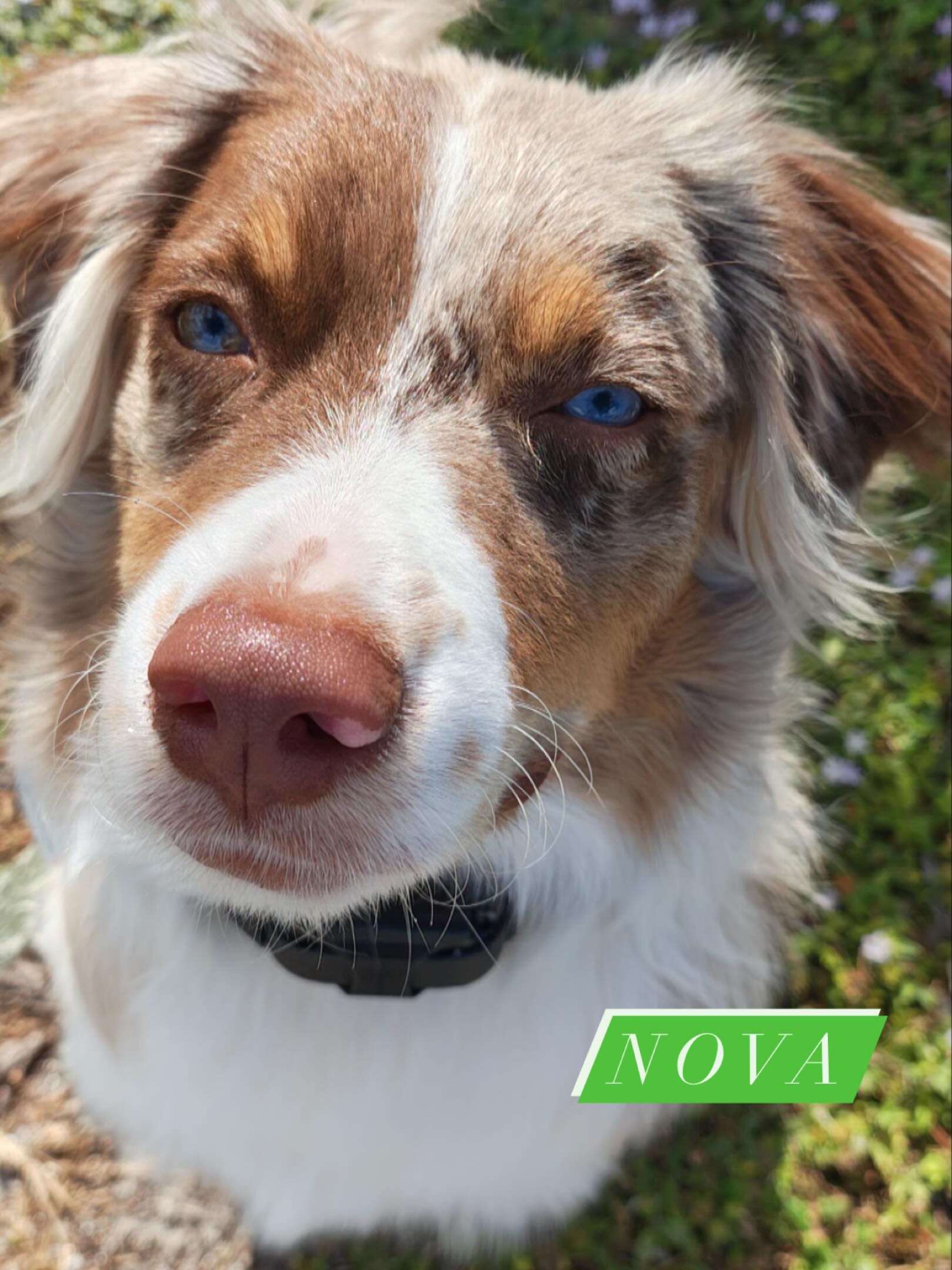 NOVA 😍 Nova begins her training this week at Elite Training Camp to work towards becoming a diabetic alert service dog. She has completed her puppy program and is here at ETC now to refine her basic obedience skills and begin her introduction to scent work.