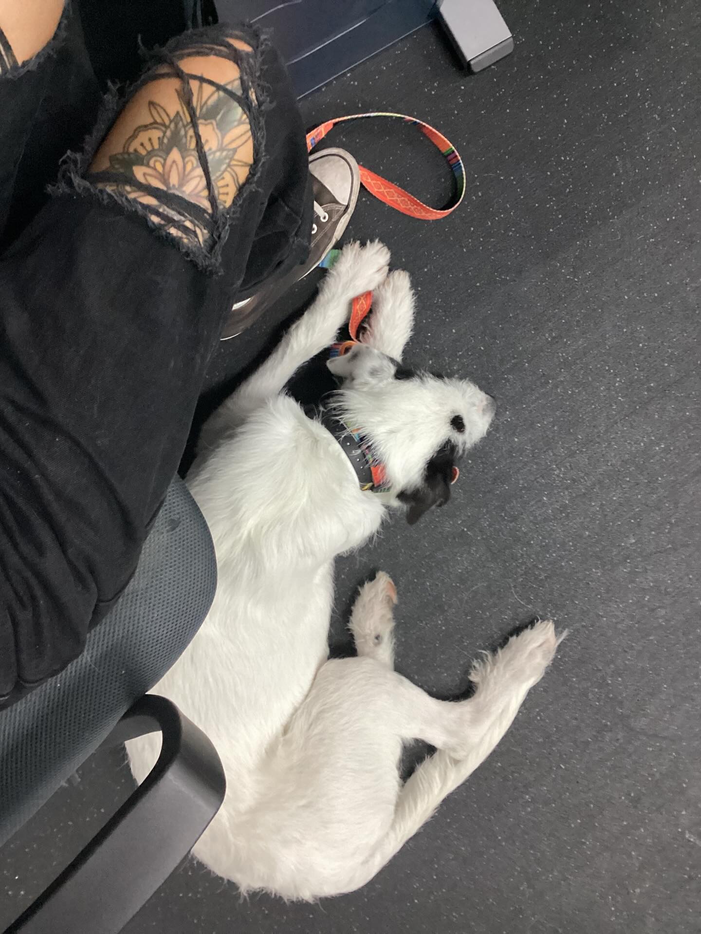 Marlan finishes his Platinum program today! He is working on settling into his DOWN and PLACE commands. He also learned UNDER. 🐾