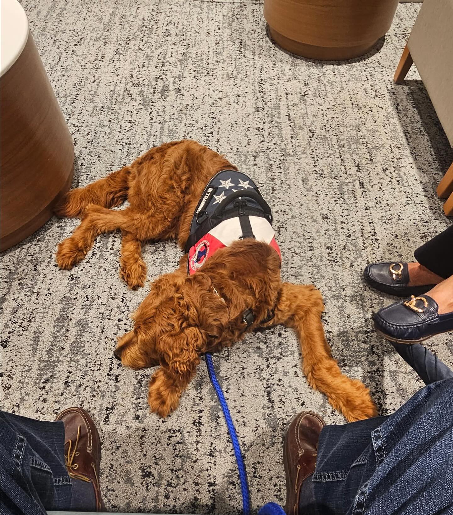 We love client updates!! Service dog in-training Sailor waits patiently in the waiting room with his owners. Practice makes perfect, and we&rsquo;re so happy to see Sailor working on his neutrality in public. Nice job Sailor and owner Ruben!🐕&zwj;🦺