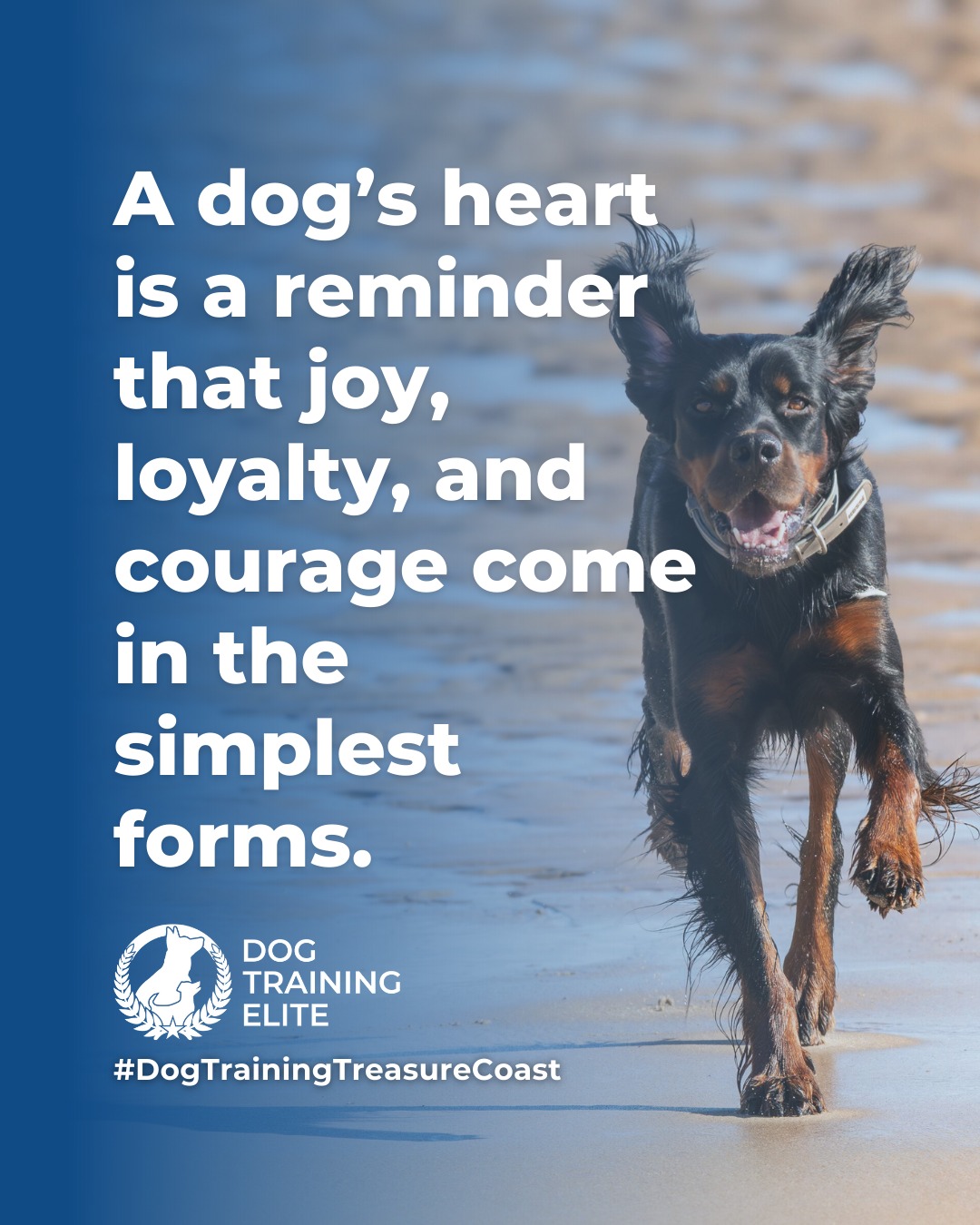 Dogs show us what it means to live fully in the moment. With patience, consistency, and clear guidance, their natural curiosity and loyalty can be shaped into focus, confidence, and cooperation. 

Every wag, nuzzle, and playful leap is a reminder that balanced training isn&rsquo;t just about commands, it&rsquo;s about building trust, understanding, and a stronger bond every day. 🐾

🎯 From basic obedience to advanced service dog training, Dog Training Elite Treasure Coast helps dogs near Port St. Lucie build better behavior and stronger bonds this season. 🐾
 📍 https://maps.app.goo.gl/GoKydqnuQemEUUwQ8



