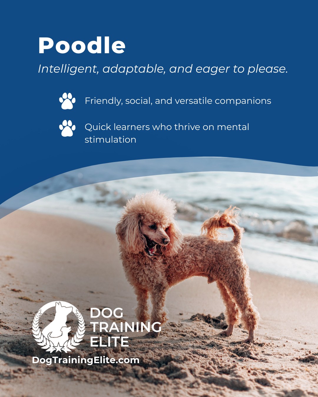 Poodles aren&rsquo;t just stylish, they&rsquo;re brilliant problem solvers and highly trainable. Their intelligence and eagerness to engage make them ideal candidates for obedience training, service work, and active family life. With balanced guidance, they develop focus, confidence, and a strong bond with their handler.

🎁 Ready to unwrap the gift of a well-behaved dog? Schedule your free in-home evaluation and discover why St. Lucie West and Riviera Beach families rely on Dog Training Elite, through the holidays and beyond.
 📍 https://maps.app.goo.gl/GoKydqnuQemEUUwQ8



