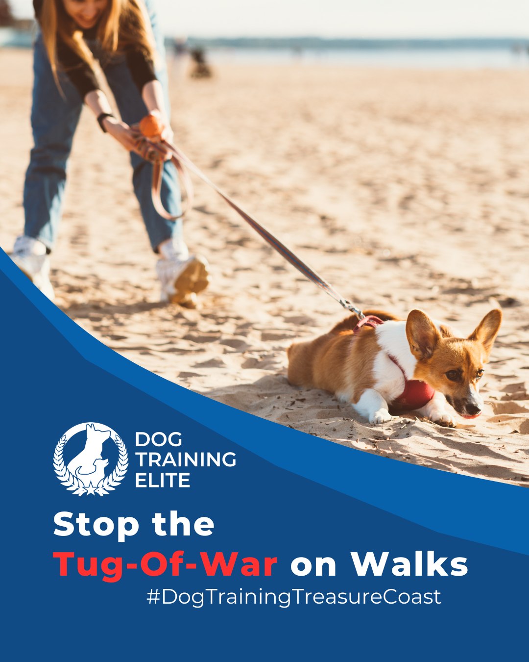 Leash pulling is one of the most common challenges for dog owners. Balanced training teaches your dog to walk calmly at your side, improving safety and enjoyment for both of you. Try these strategies:
 🐾 Use consistent cues so your dog understands what&rsquo;s expected
 🐾 Reward calm walking immediately to reinforce good behavior
 🐾 Practice short, frequent sessions to build focus and consistency
With patience and structure, your walks become stress-free, giving your dog confidence and improving your bond.

📌 Whether it&rsquo;s leash manners, obedience, or service training, Dog Training Elite Arizona offers personalized programs near Clover Park and Jupiter Inlet Lighthouse & Museum, helping dogs shine all winter long. Cozy season, confident pups. ✨
 📍 https://maps.app.goo.gl/GoKydqnuQemEUUwQ8



