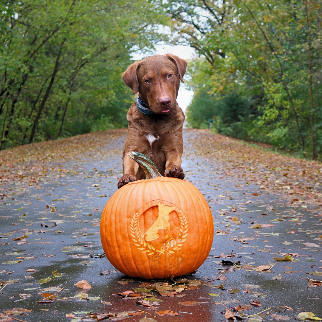 Teaching your pup not to ghost you when you call 

Because obedience shouldn&rsquo;t disappear the moment you step outside! A reliable dog listens everywhere &mdash; not just in the living room.

📅 Don&rsquo;t let your dog ghost you this holiday season. Book now to start training before the busy holiday season starts!

☎️ 1+ (763) 342-9250
📧 twin-cities@dogtrainingelite.com
💻https://dogtrainingelite.com/minneapolis