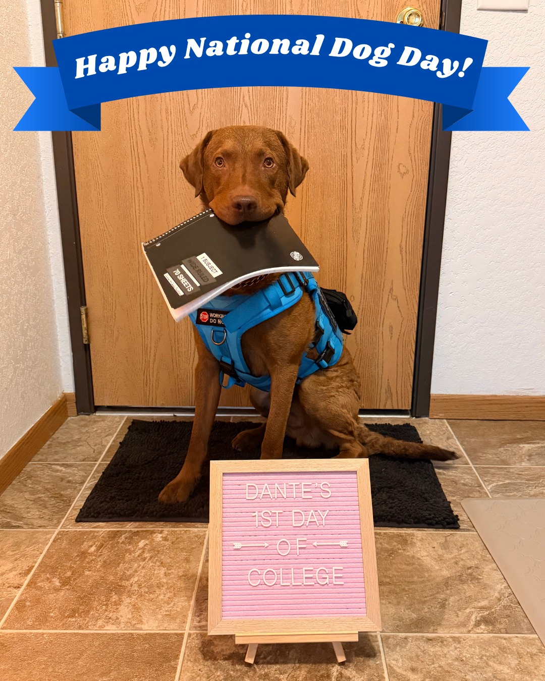 Happy National Dog Day to a very special service dog! 🐾🎓 Dante is officially off to college for his first week, proving that service dogs don&rsquo;t just make a difference&mdash;they help their people take on life&rsquo;s biggest adventures. ❤️ We&rsquo;re cheering you on, Dante!

📅  Curious about our service dog  programs? Contact us!
☎️ 1+ (763) 342-9250
📧 twin-cities@dogtrainingelite.com
💻https://dogtrainingelite.com/minneapolis