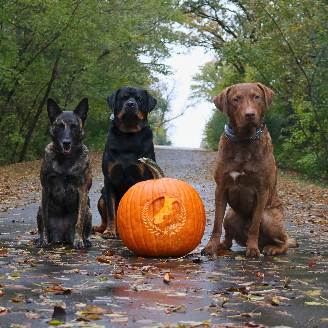 From our pack to yours &mdash; Happy Howl-o-ween! 🎃🐾 Keep it calm, keep it kind, keep it balanced.

📅 Realize you need training before the holiday season? Book now to start your holiday season right!

☎️ 1+ (763) 342-9250
📧 twin-cities@dogtrainingelite.com
💻https://dogtrainingelite.com/minneapolis
