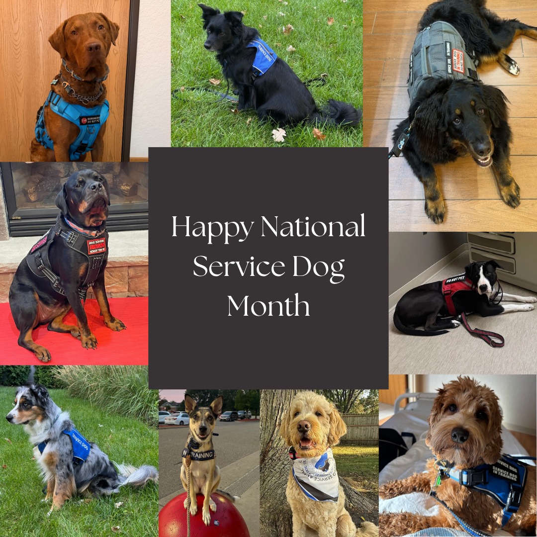 Happy National Service Dog Month!

This month, we&rsquo;re celebrating the incredible service dogs who dedicate their lives to helping their handlers live with greater independence, confidence, and support.

As a dog training company, we have the privilege of working with all kinds of dogs and helping them become the best versions of themselves&mdash;including the special dogs who go on to serve as service dogs. 

Training a service dog takes patience, consistency, teamwork, and a whole lot of heart. We&rsquo;re honored to be a part of that journey and grateful for the amazing dogs who make such a big impact every day.

Here&rsquo;s to the dogs who work hard, love unconditionally, and make a difference.

📅  Curious about our service dog  programs? Contact us!
☎️ 1+ (763) 342-9250
📧 twin-cities@dogtrainingelite.com
💻https://dogtrainingelite.com/minneapolis