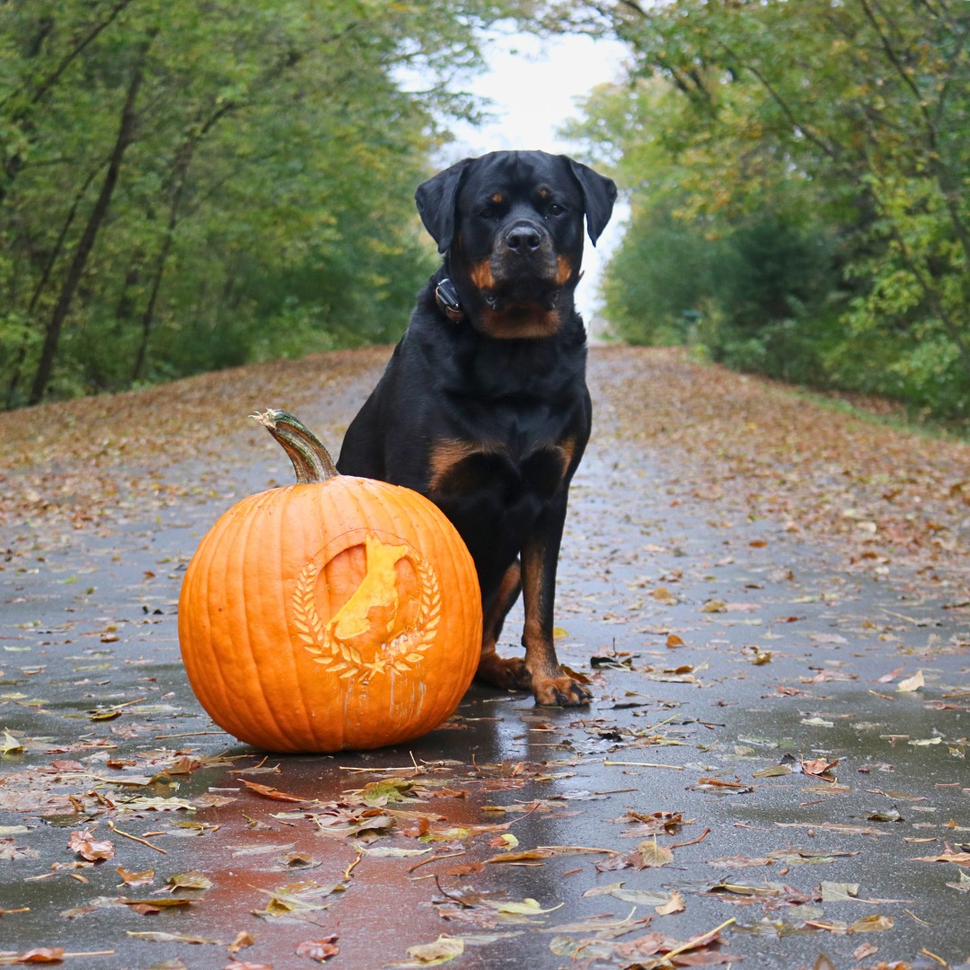 Falling for good habits this October 

📅 Book before the treats and trick-or-treaters arrive, make sure your pup&rsquo;s manners are on point!

☎️ 1+ (763) 342-9250
📧 twin-cities@dogtrainingelite.com
💻https://dogtrainingelite.com/minneapolis