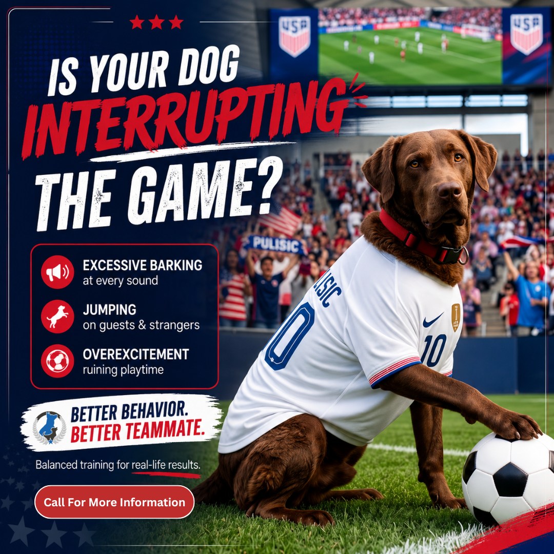 Whether you're cheering from the sidelines, hosting friends for the big game, or enjoying time with family, a well-trained dog makes every moment more enjoyable.
If your dog struggles with:
 - Excessive barking
 - Jumping on guests
 - Overexcitement around people or distractions
We're here to help! Our balanced training programs build calm, reliable behavior that carries over into real life&mdash;so your dog can be the MVP at home and everywhere you go.
📅 Give us a call for more information!
☎️ 1+ (763) 342-9250
📧 twin-cities@dogtrainingelite.com
💻https://dogtrainingelite.com/minneapolis