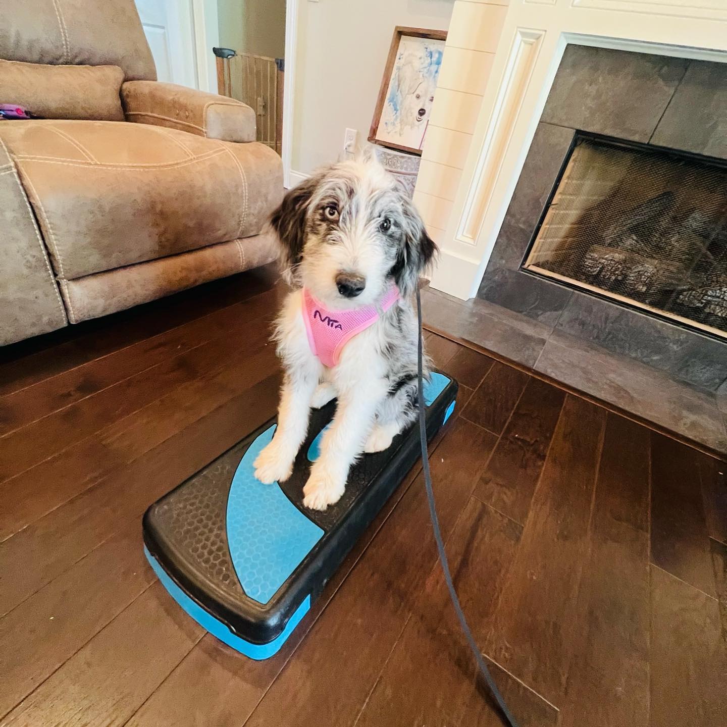 Don’t let this rainy day stop you from training! Bust out any objects you have in your home for an obstacle course or simply to have your dog “place” on! All dogs have physical AND mental energy that needs to be used!