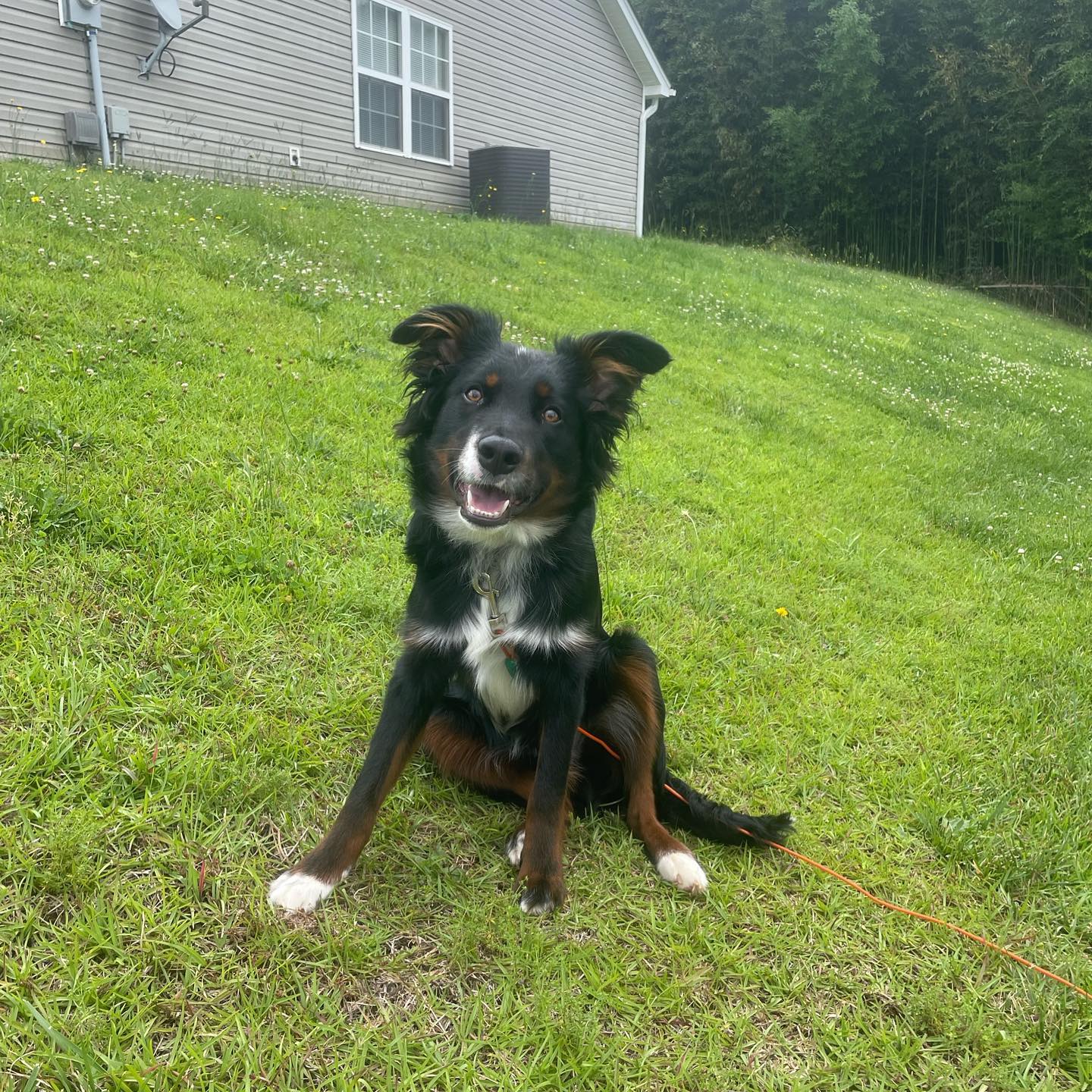 This face!!! We are obsessed 😍 But we don’t just want you to have a cute dog, we want you to have a dog you can enjoy life with!