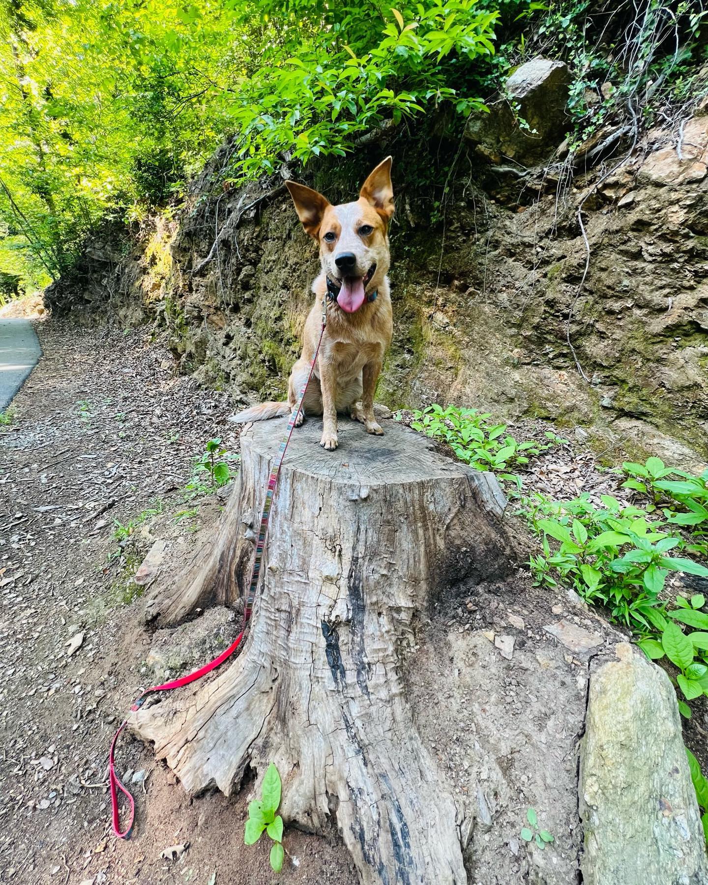 Dropping the leash with an implied stay is the precursor to going off leash! We love hikes and exploring with our dogs and helping our clients do the same!