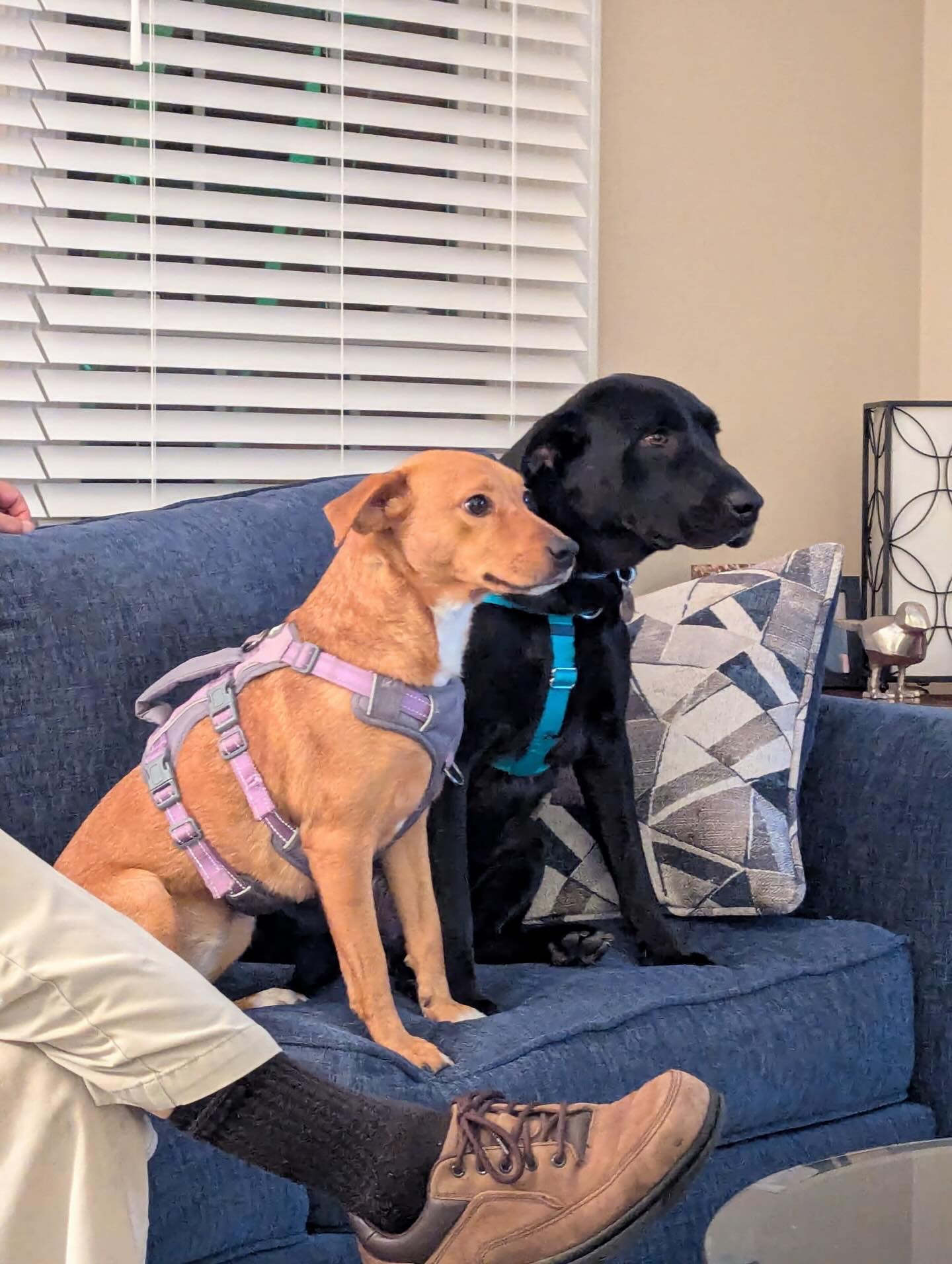 She’s doing so great! It’s been so interesting seeing her around another dog—she even showed a little feisty side, in the best way!” – Louise’s mama

At Dog Training Elite, we never aim for “robot dogs.” We love when their sweet, spunky personalities shine through. Our goal is to build reliable safety, manners, and control so that confidence and character can flourish.