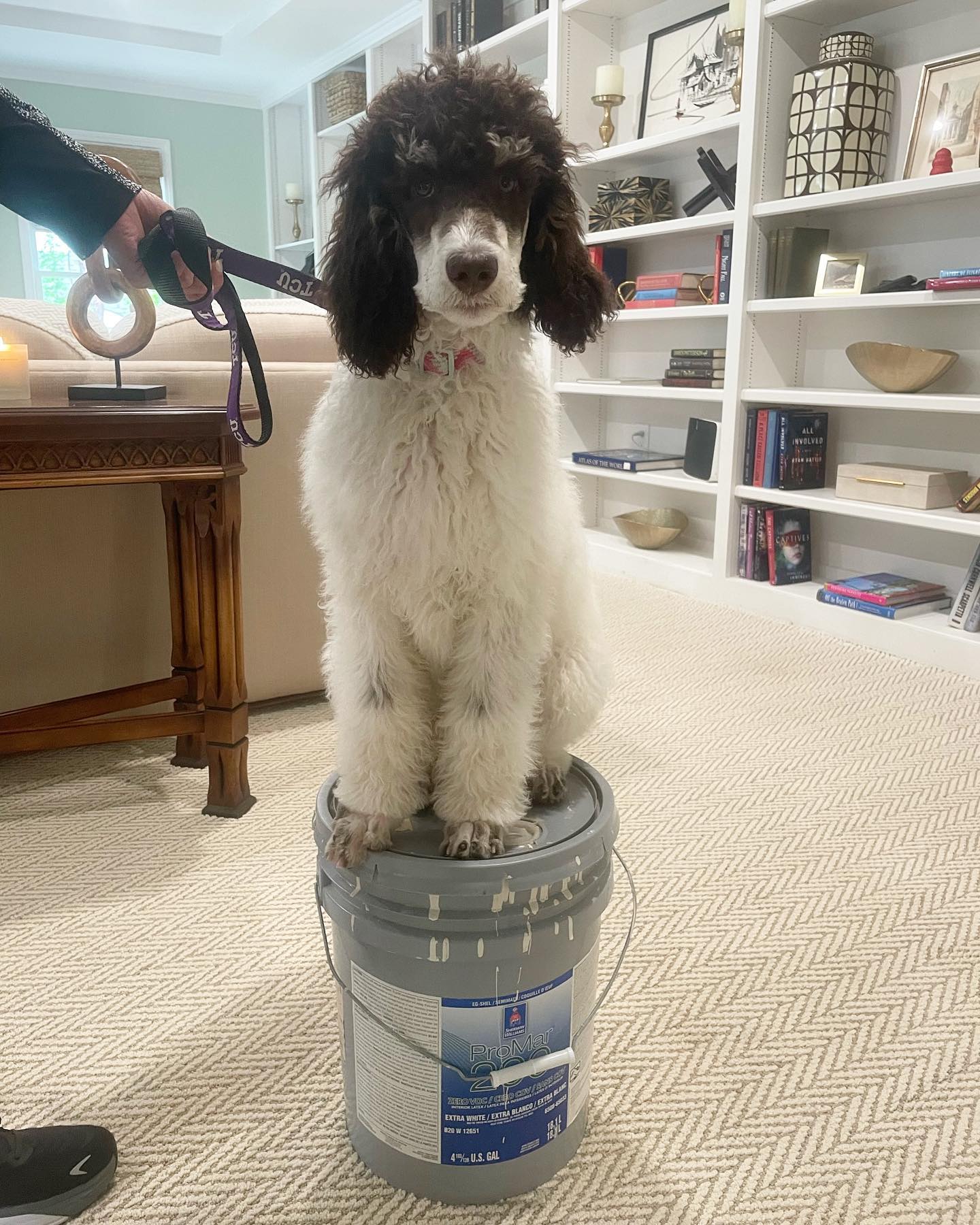 Ivy!! She started with 5 days at our puppy camp and is halfway through her in home puppy sessions. Isn’t she gorgeous?