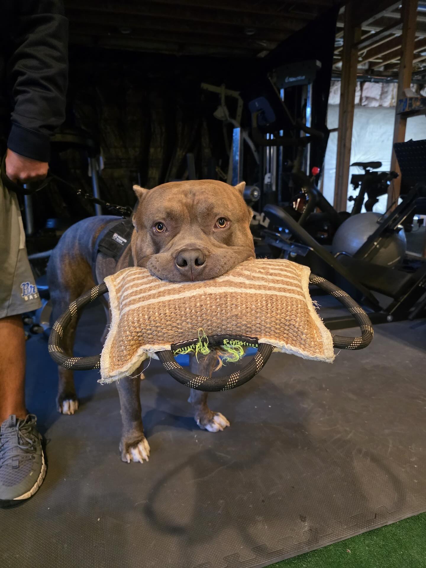 Buster the XL Bulky showing off his prize from his protection lesson! Buster is in our Level 2 protection program and is currently working on his drive and bite targeting 👊🏼💥