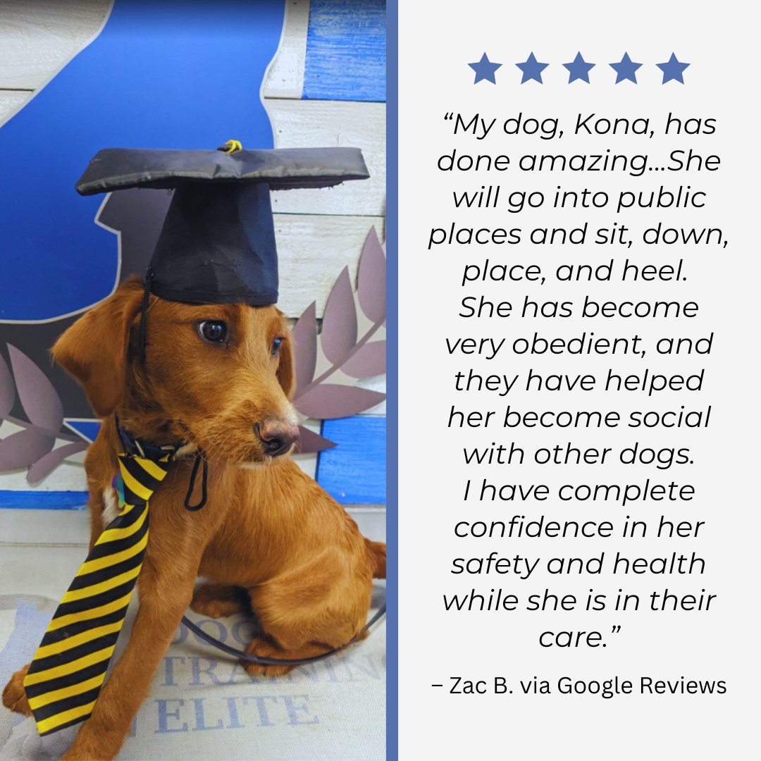 Training a dog usually entails basic commands and tricks, but it is so much more than that! Dog Training Elite Salt Lake City can help you train your dog to overcome major (or minor) behavioral issues like social anxiety, separation anxiety, food aggression, barking, and destructive digging and chewing.

Through training, Kona learned to thrive in the company of other dogs whom she once feared, and she boldly ventures into public places while listening attentively to her owner.

Thanks for the great review, Zac!

