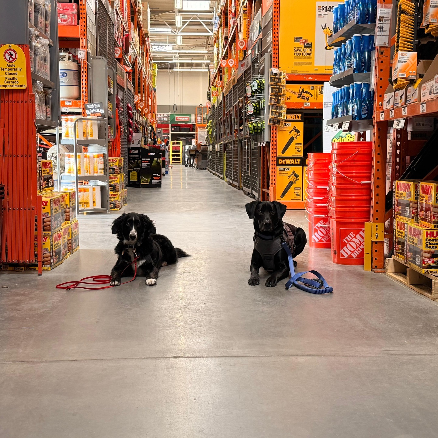 Is public access necessary when training a service dog?
YES!
Service dogs are more than emotional support. They are trained to be the handler's medical equipment. So the dog should not only be confident and calm in public but they should also be comfortable enough to do their tasks! While service dogs are in training, it is important to expose them to as many sounds, smells, textures, and places as possible. This will make it easier for them to focus on the handler to perform their tasks instead of focusing on the noises, smells, and sounds happening around them. It is a critical step in service training.
