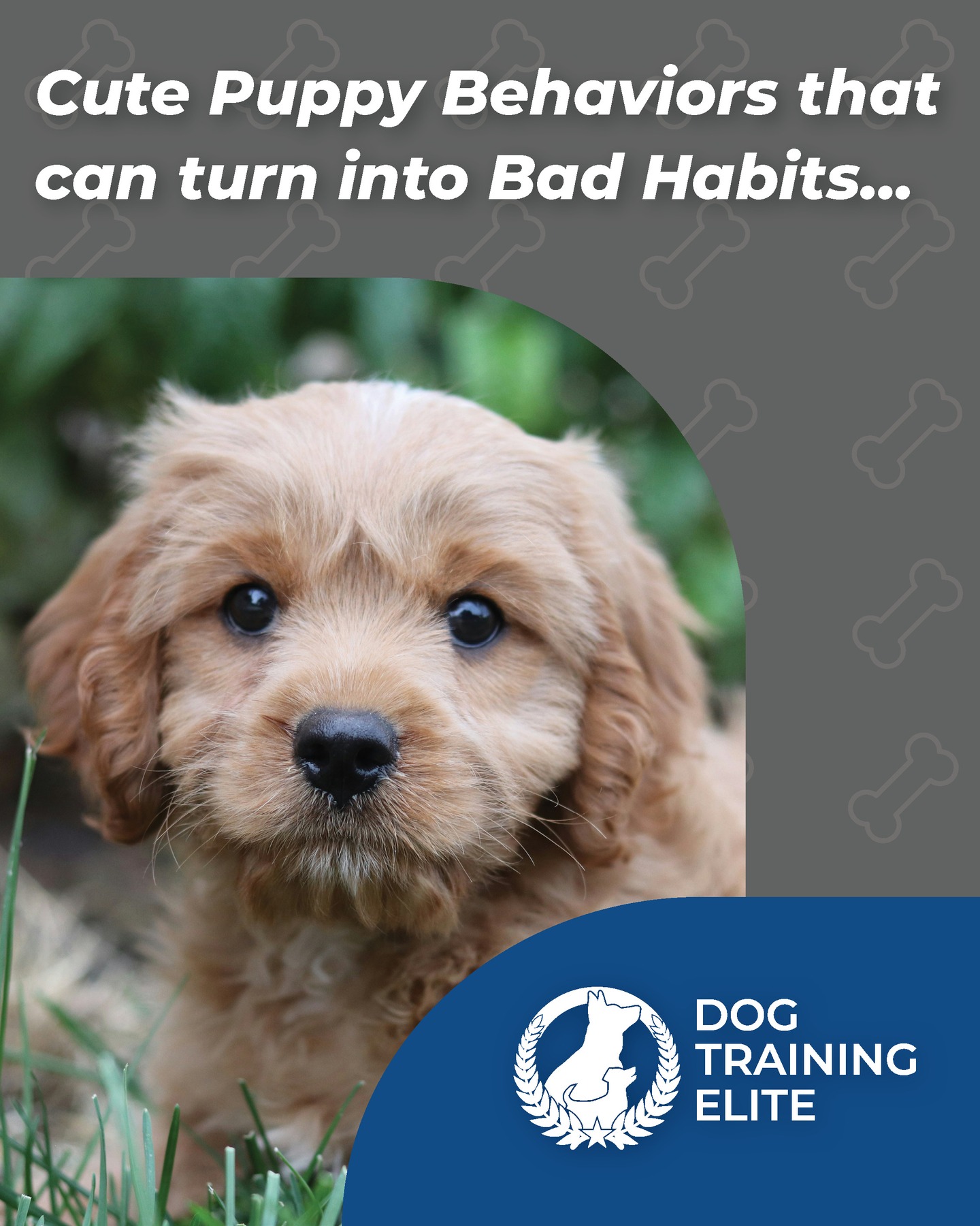 When you're thinking about getting those puppies - be sure to think about the training too to keep those puppy behaviors from becoming ongoing problems! 