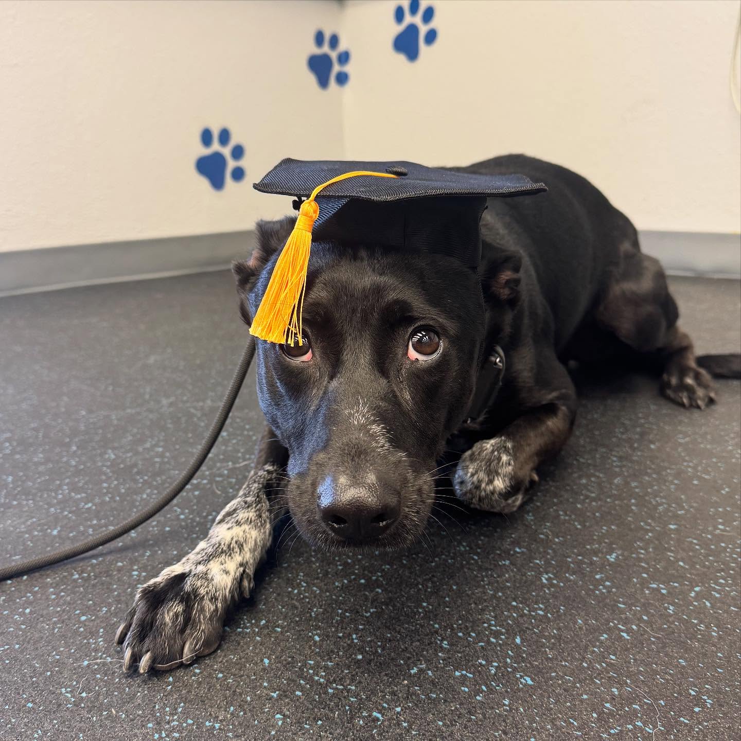 🐾 Leo finished his bootcamp with us! He did so great! We can&rsquo;t wait to keep working with him. He wasn&rsquo;t sure about the hassle though! 