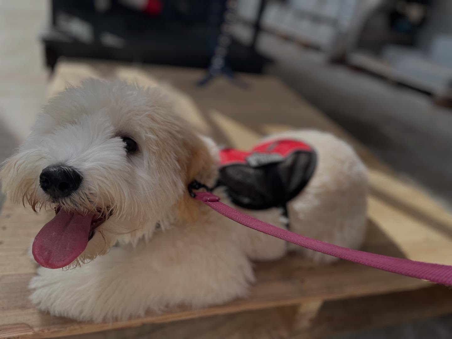 🐕&zwj;🦺 Brier did an excellent job with us while at her bootcamp! We can&rsquo;t wait to see her helping her owner regularly! mobilityservicedog