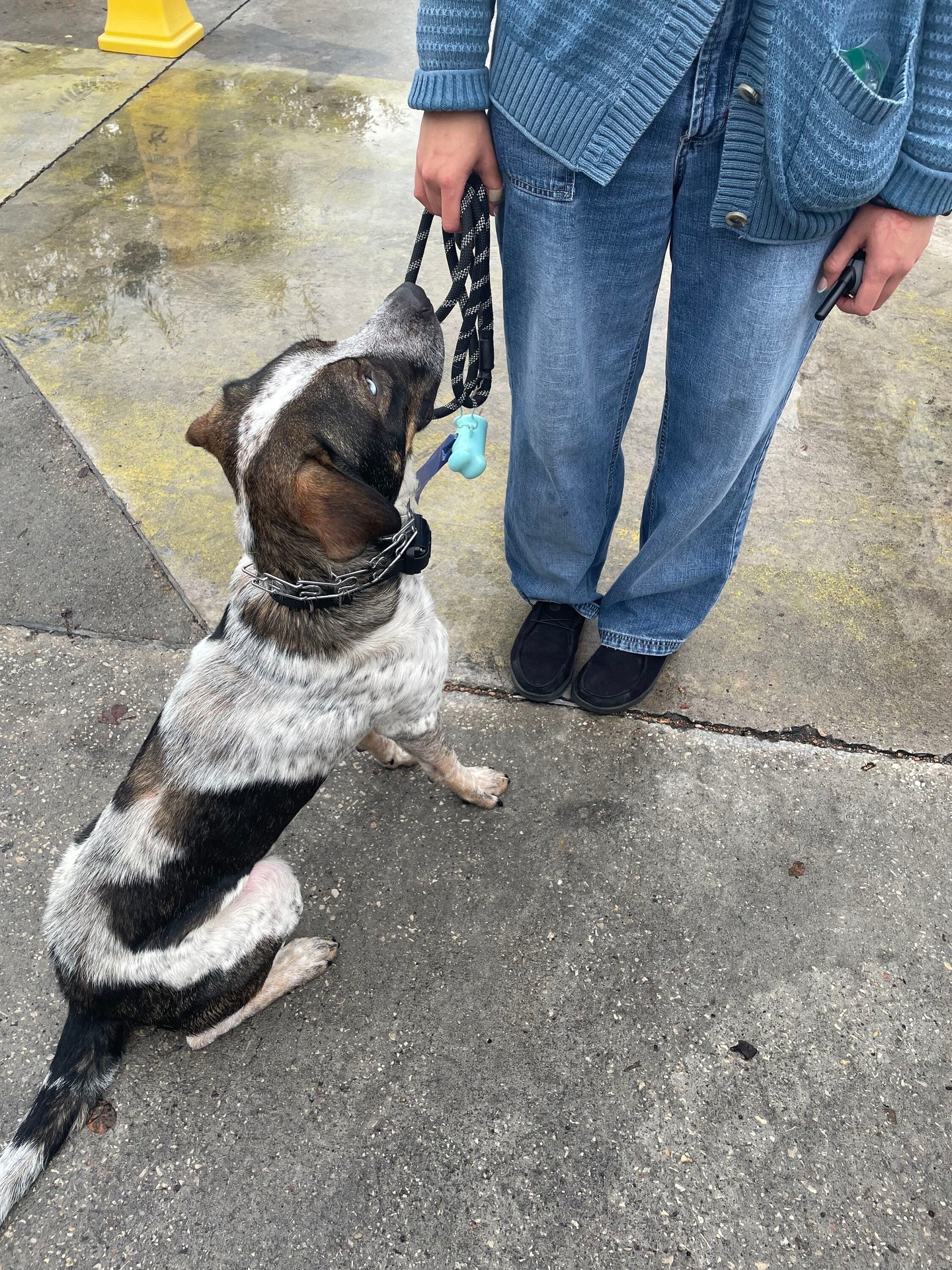 Keeping your dog engaged comes with building trust and communication with your pup. The best way to do that - training! 